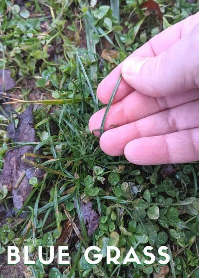 Blue Grass, green clover, fallen leaves, SD Phone Wallpaper