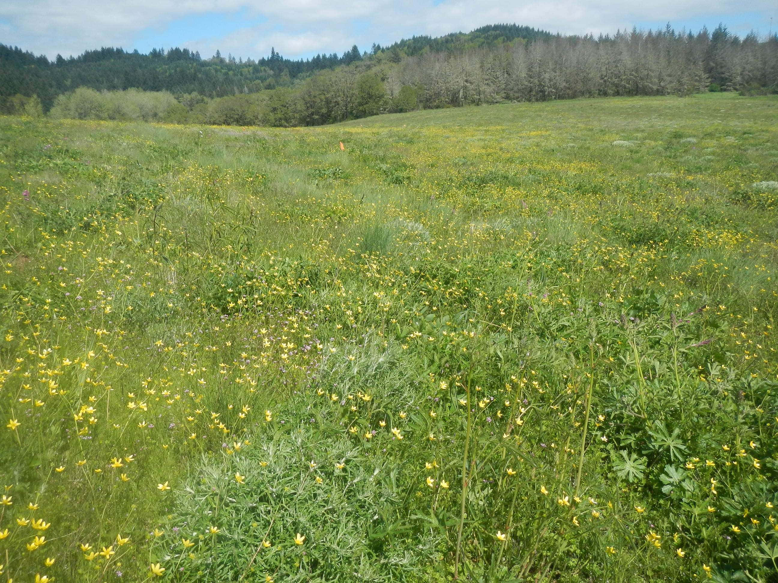 Blue Grass, yellow wildflowers, rolling hills, 2K Desktop Wallpaper