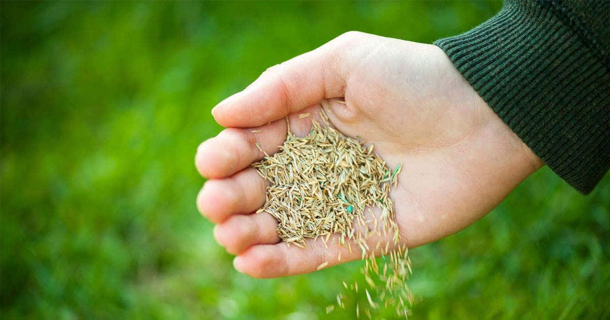 blue grass, golden grass seeds, soft green blurred background, SD Desktop Wallpaper