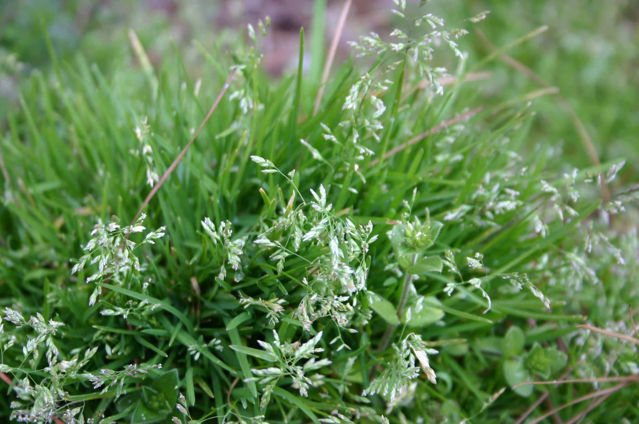 Blue Grass, vibrant green grass, delicate white seed heads, Full HD Desktop Wallpaper