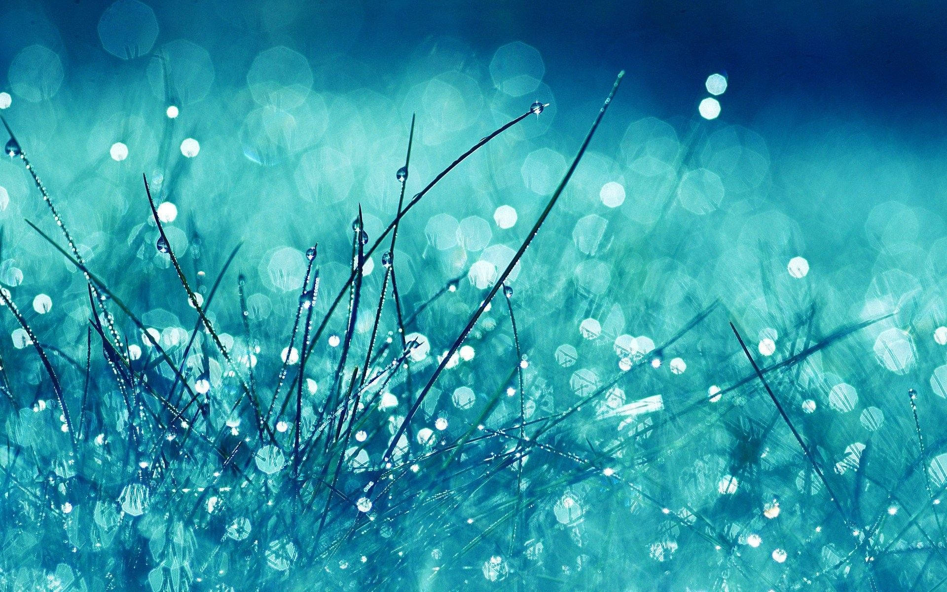 pretty blue, grass, rain drops, Full HD Desktop Wallpaper