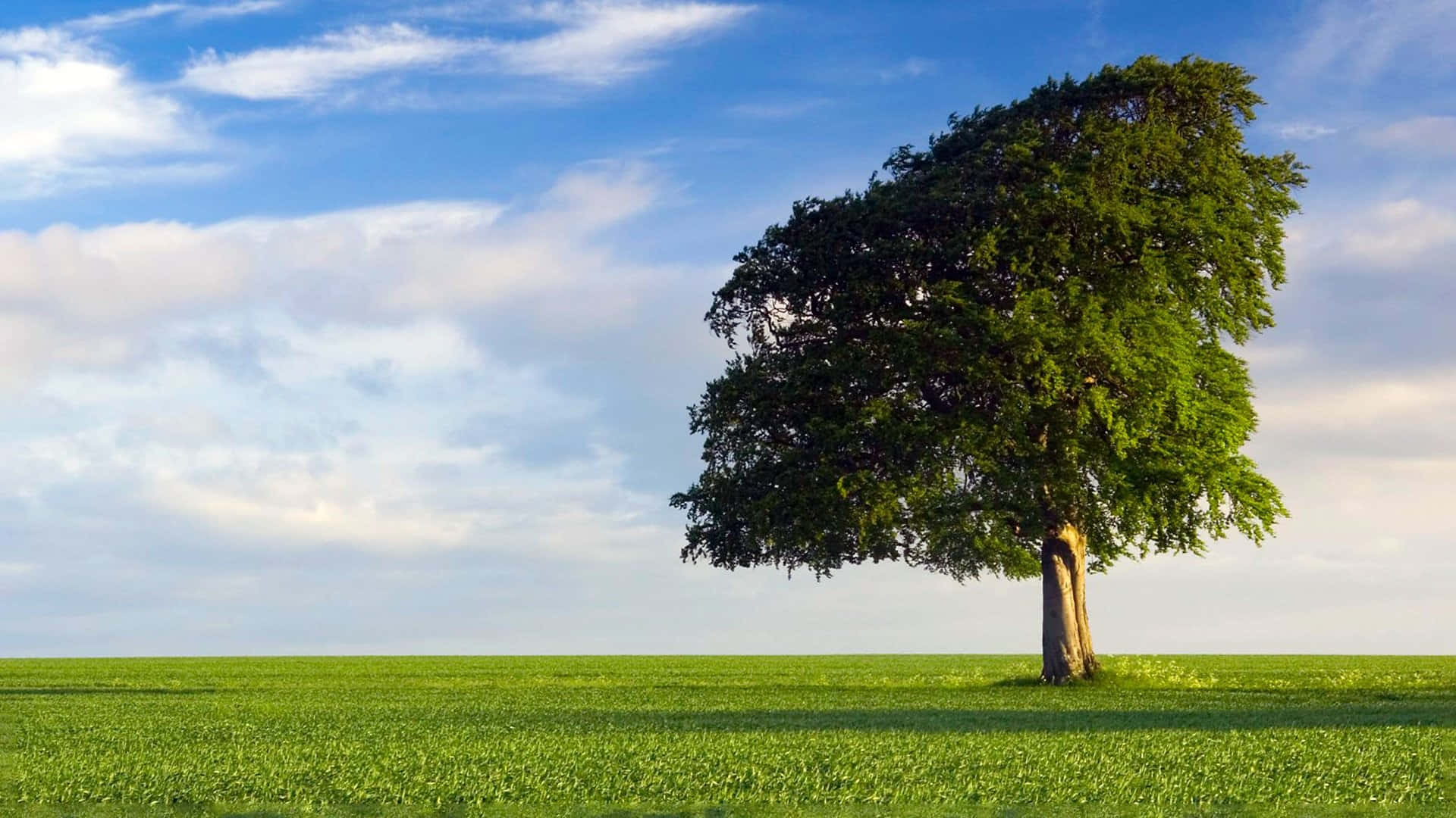 spring grass, lush green tree, endless grassy field, Full HD Desktop Wallpaper