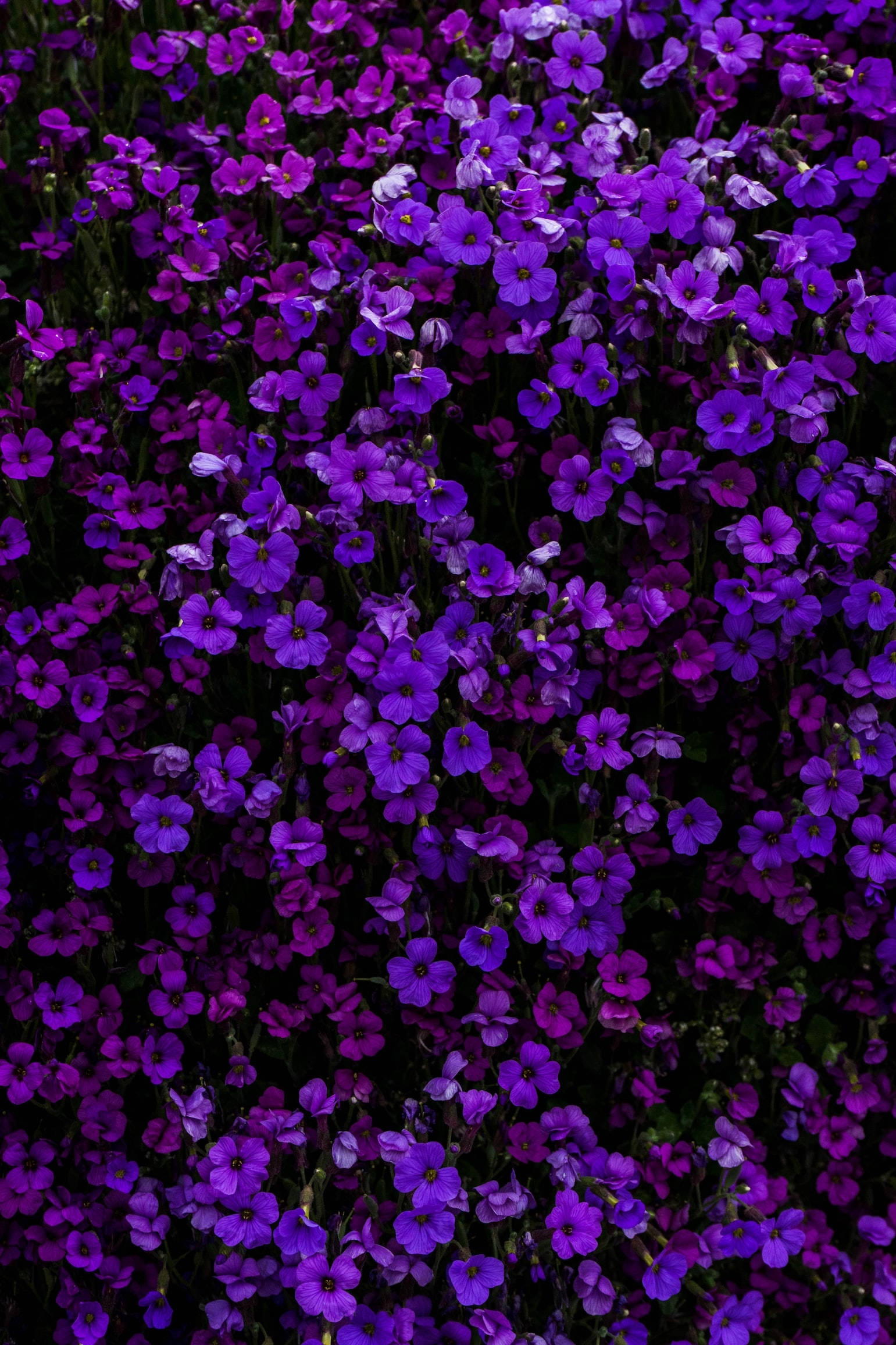 Spreading Purple Blue-eyed Grasses, iPhone, vivid purple flowers, Full HD Phone Wallpaper