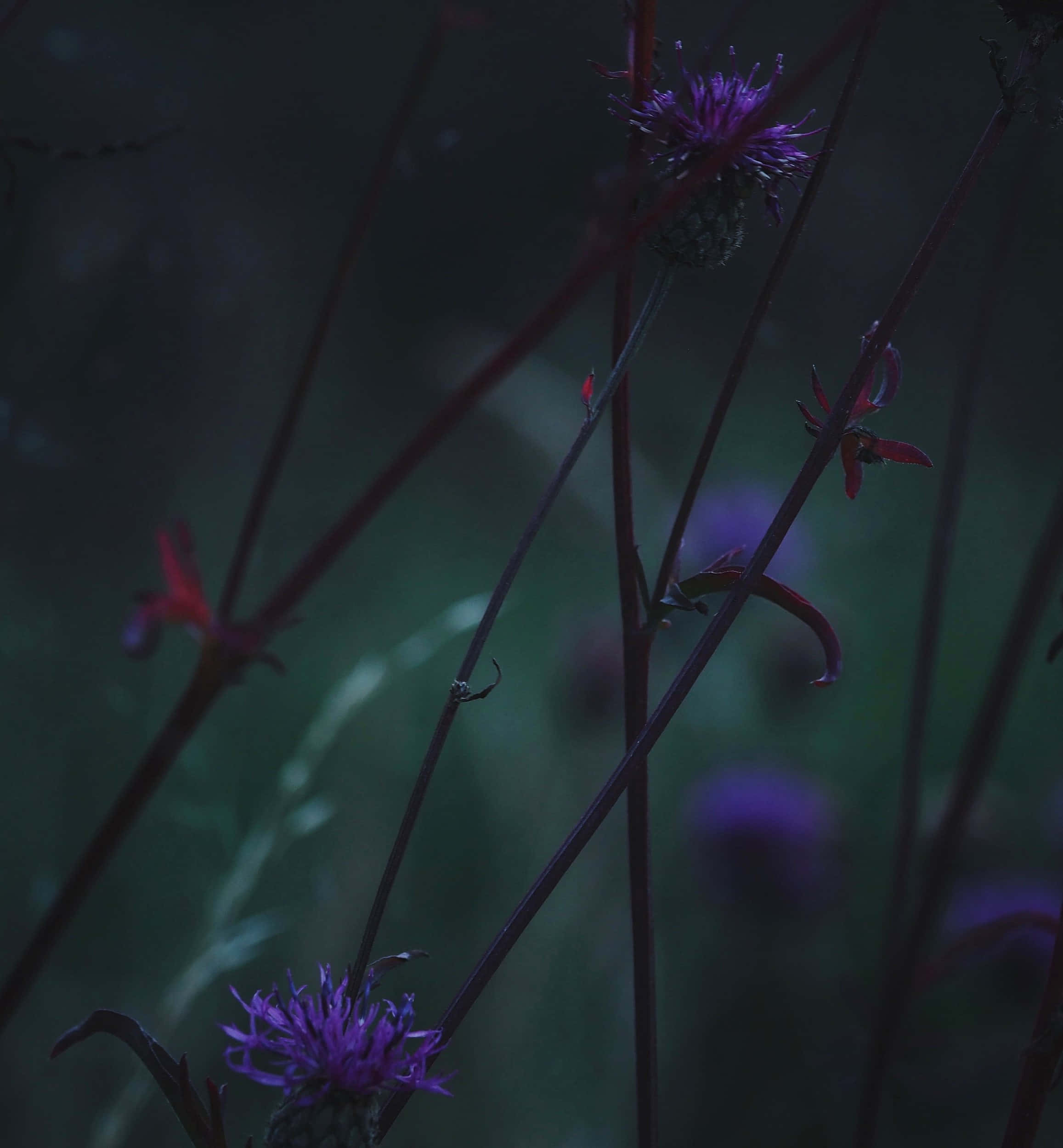 dark purple thistle flowers, slender stems, moody green and blue blurred background, Full HD Phone Wallpaper