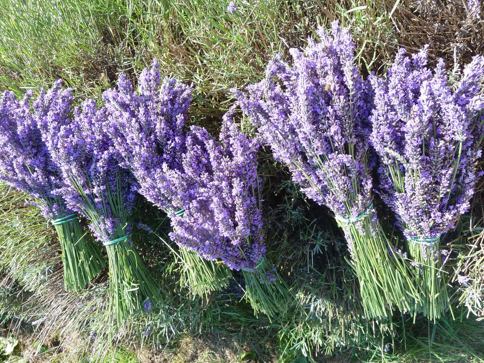 Lavender Blue, lavender, purple blooms, HD Desktop Wallpaper