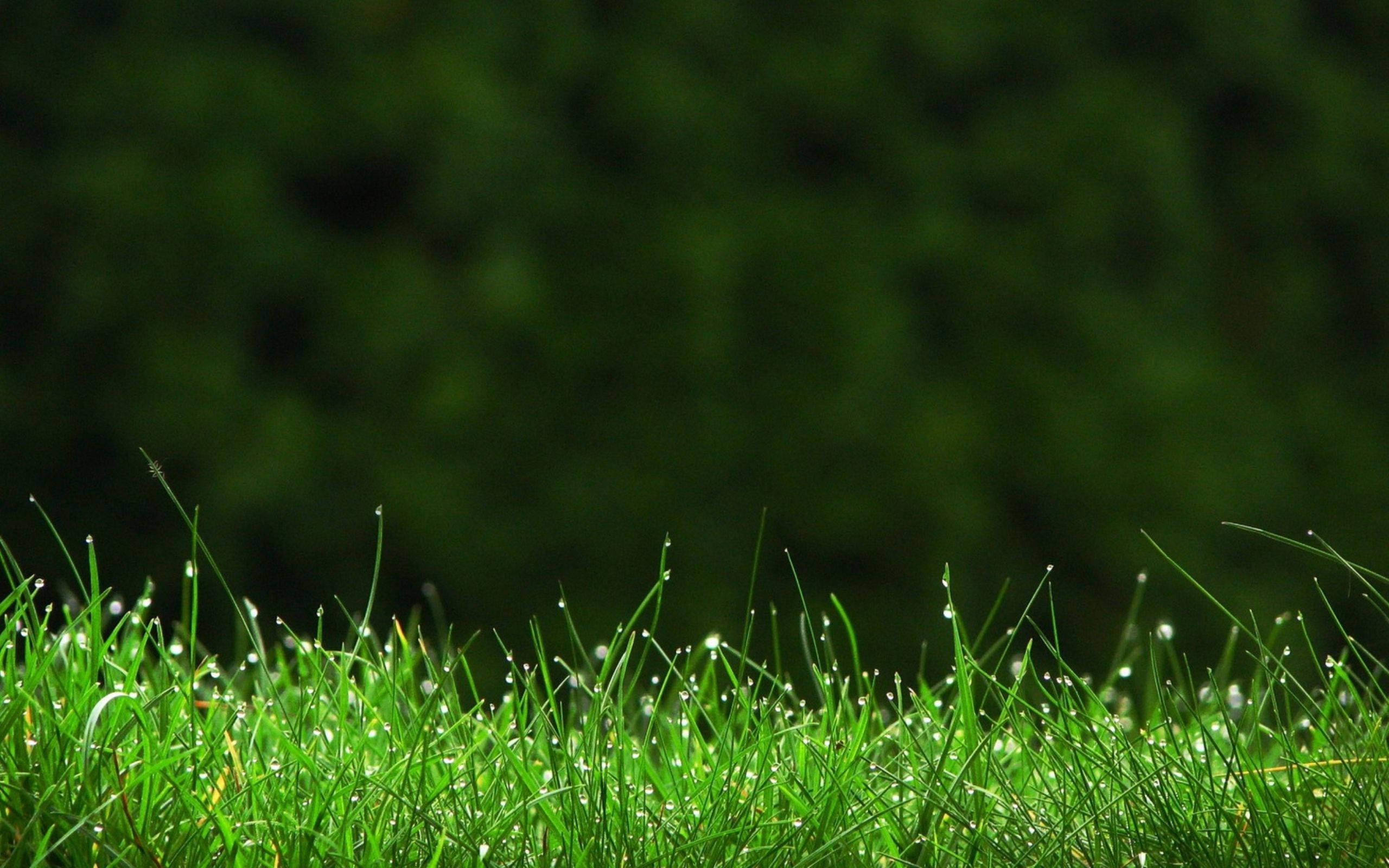 green grass, dewdrops, clear blue sky, 2K Desktop Wallpaper