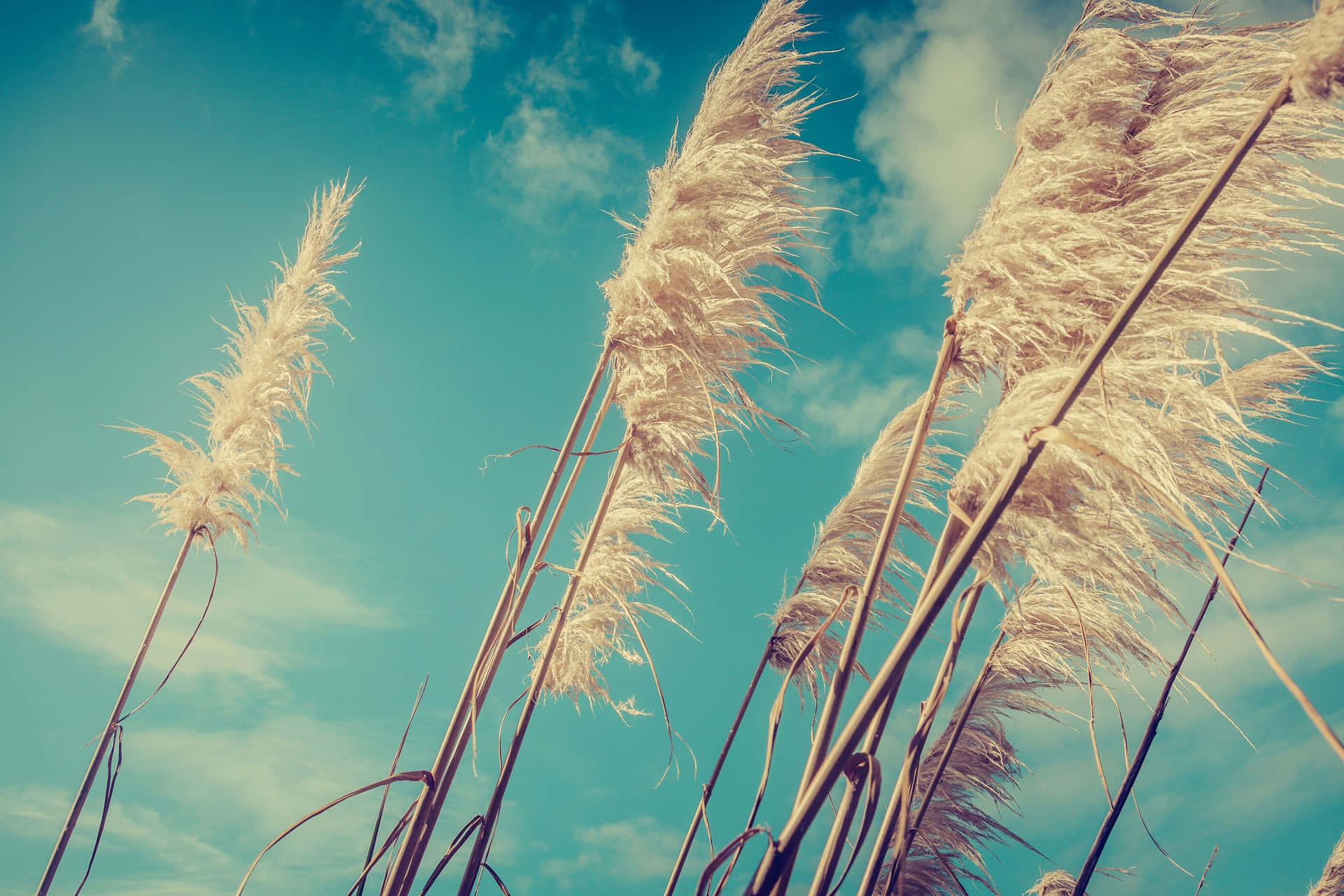 pampas grass, vibrant turquoise sky, soft white clouds, Full HD Desktop Wallpaper