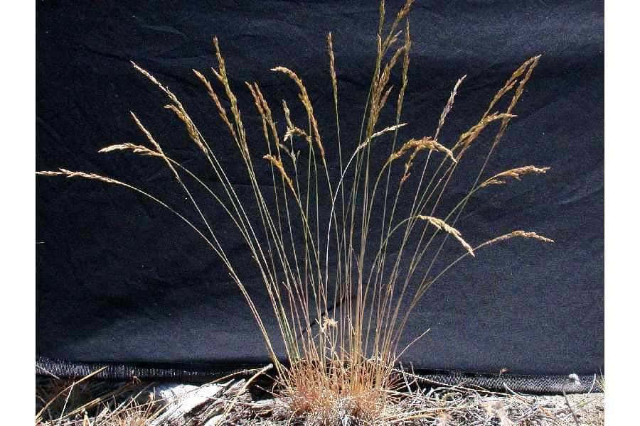 Blue Grass, 900 x 600, golden grasses, SD Desktop Wallpaper