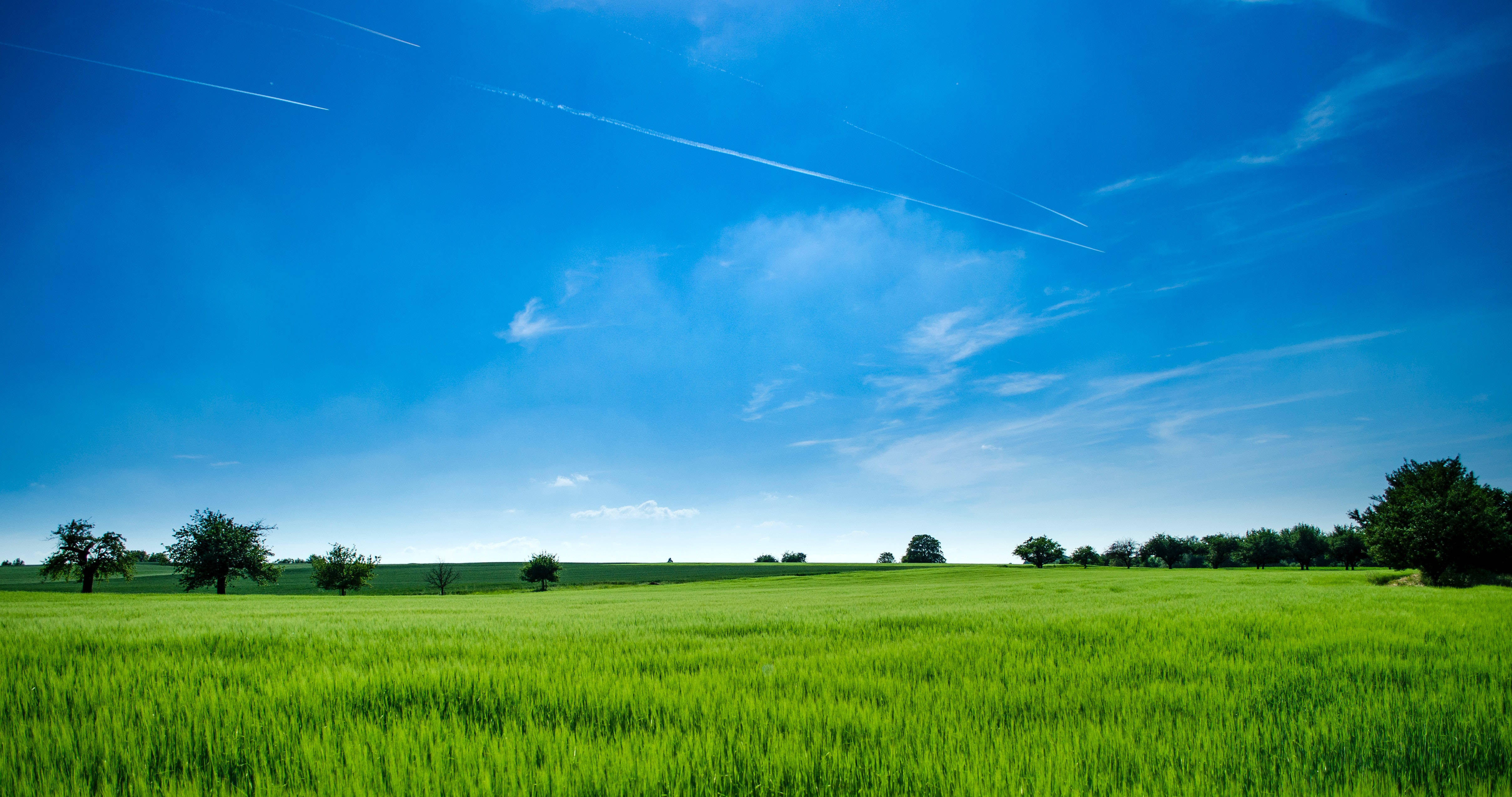 Grass Yard Agriculture, vast green wheat field, bright blue sky, 4K Desktop Wallpaper