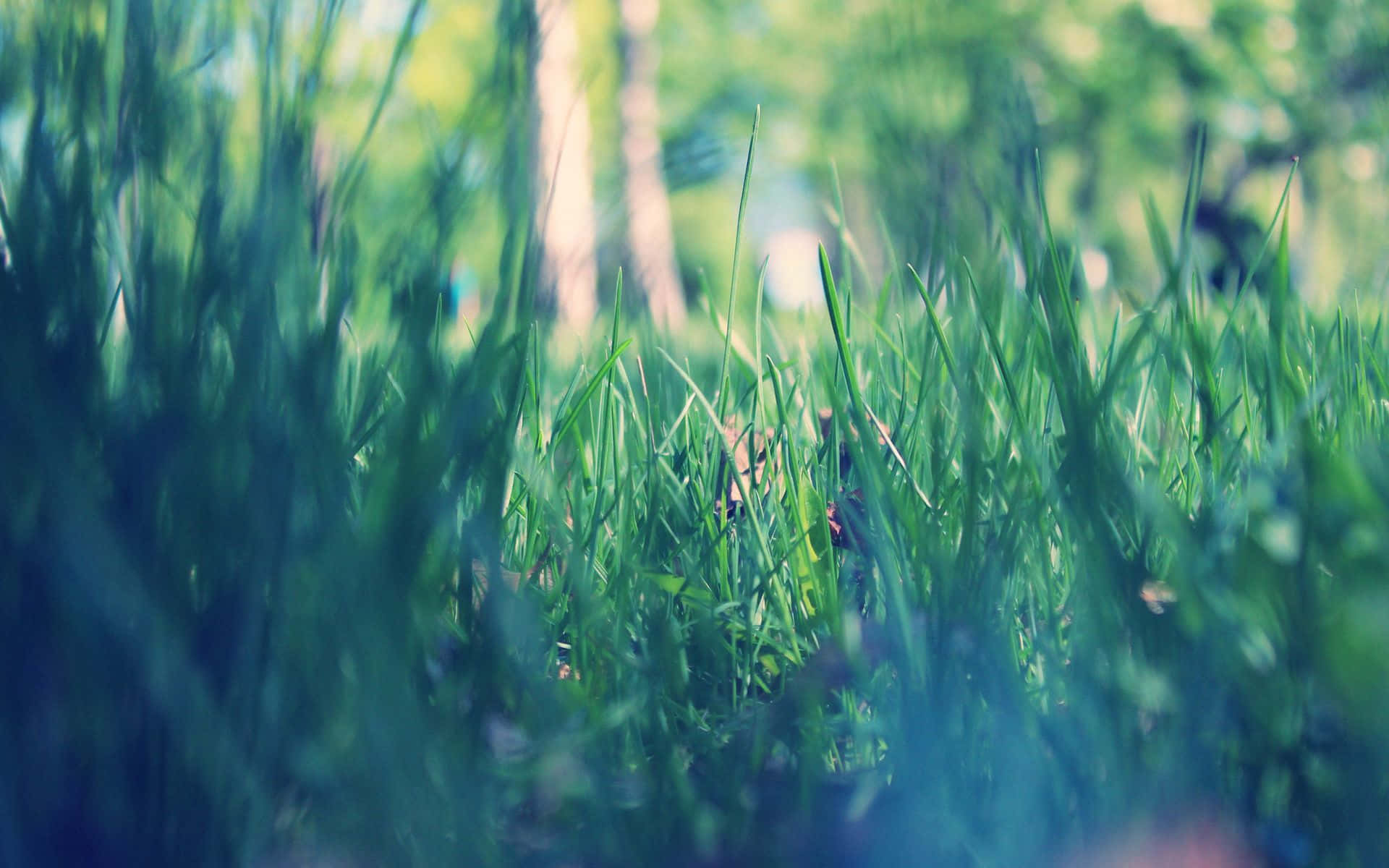 spring grass, vibrant green grass blades, soft bokeh background, Full HD Desktop Wallpaper