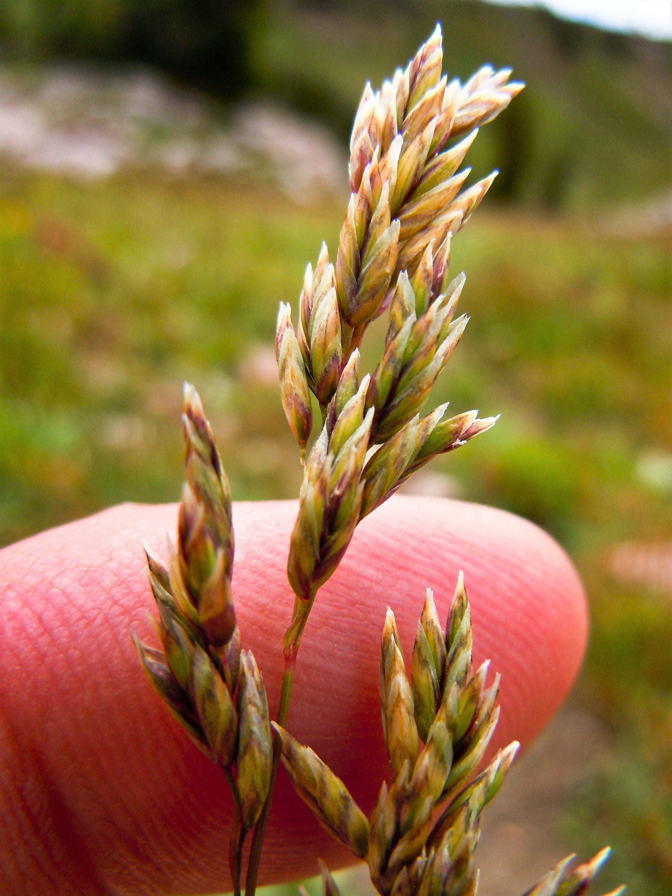 blue grass, lush blue grass, delicate grass seed heads, 2K Phone Wallpaper