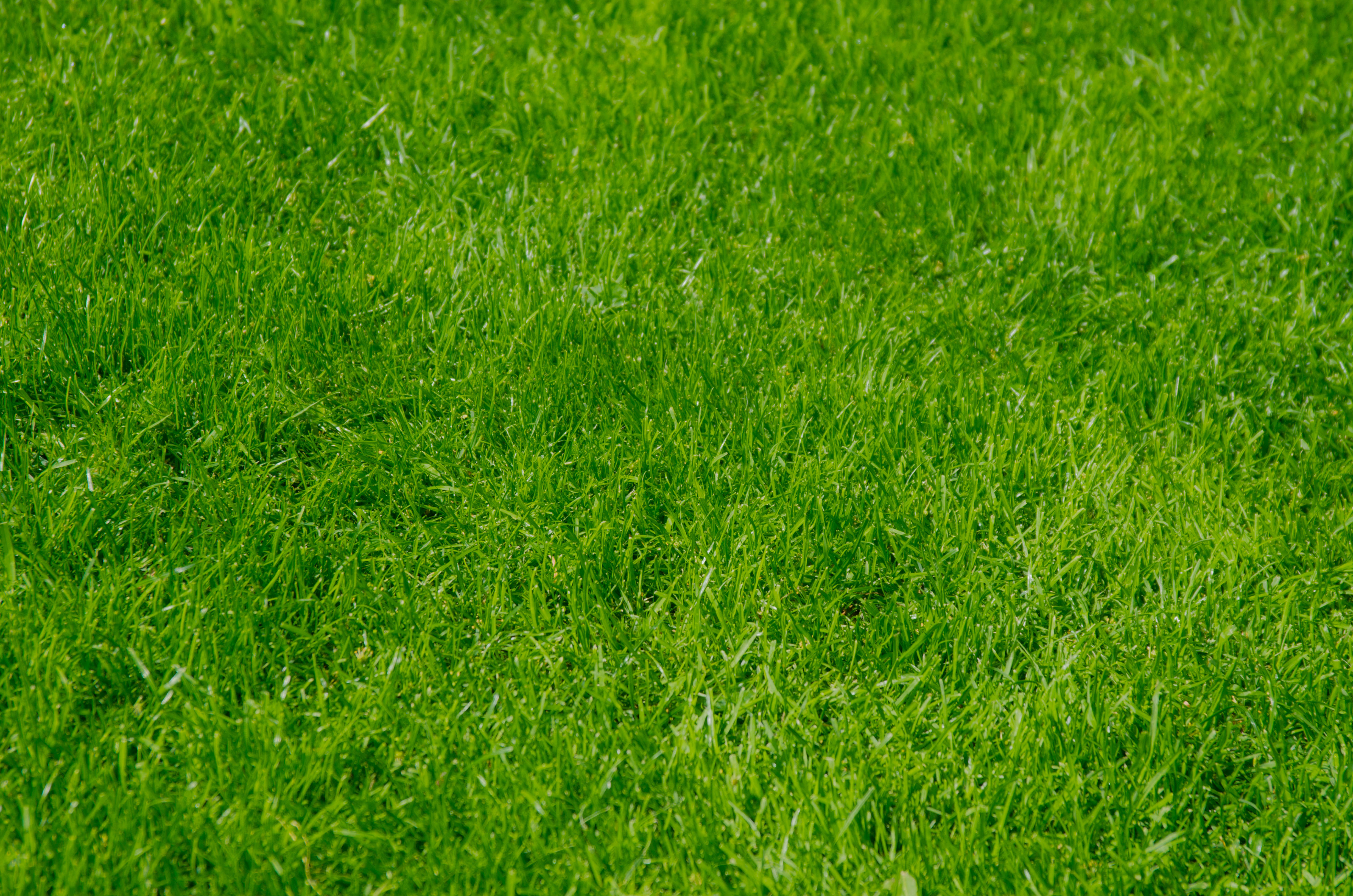 bright green lawn grass, lush green grass, grass blades, 4K Desktop Wallpaper