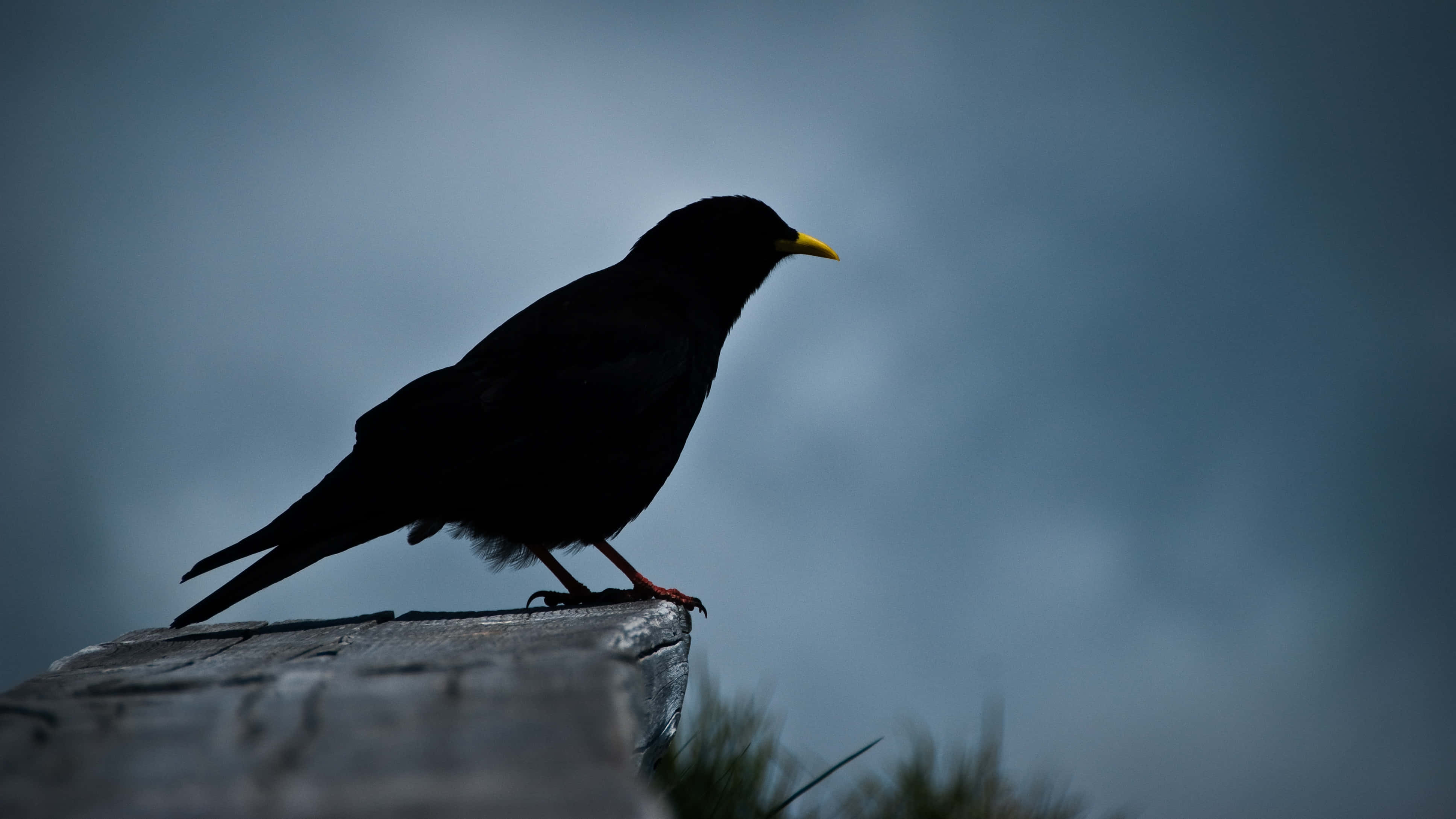 Blue Gray, moody gray sky, black bird, 4K Desktop Wallpaper