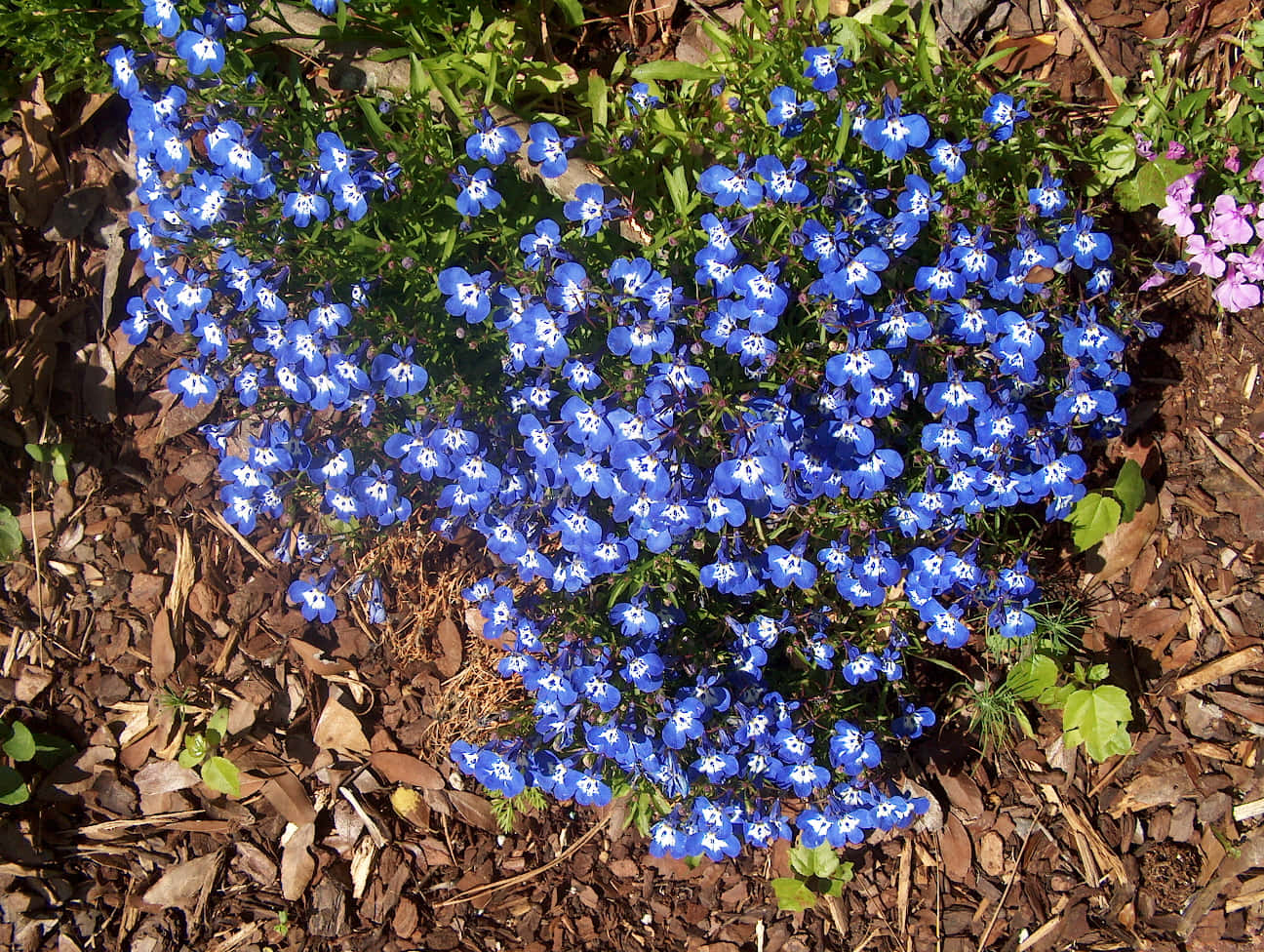 Periwinkle Blue, vibrant blue flowers, white centers, HD Desktop Wallpaper