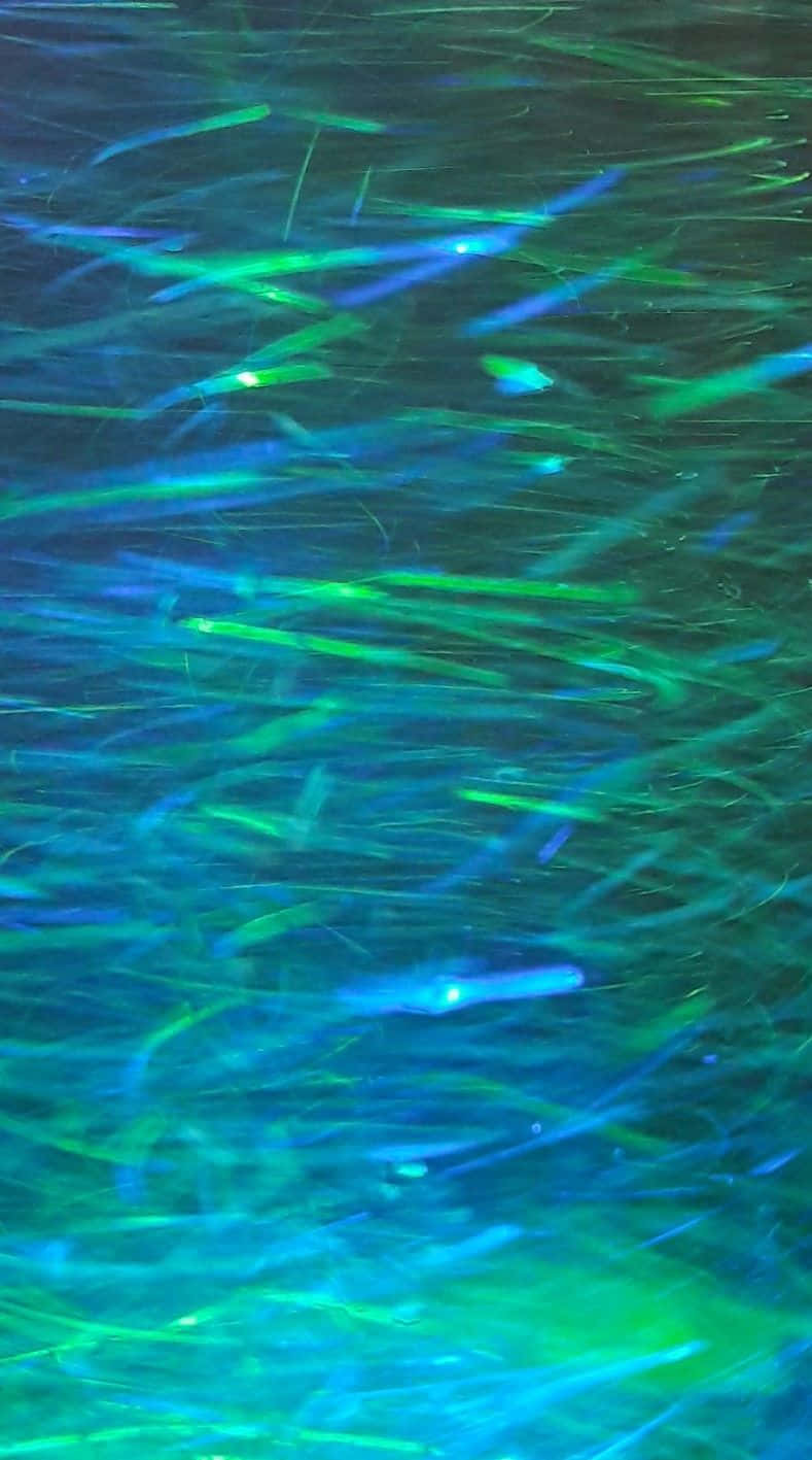 Blue Green Aesthetic, glowing blue and green fish, underwater scene, HD Phone Wallpaper