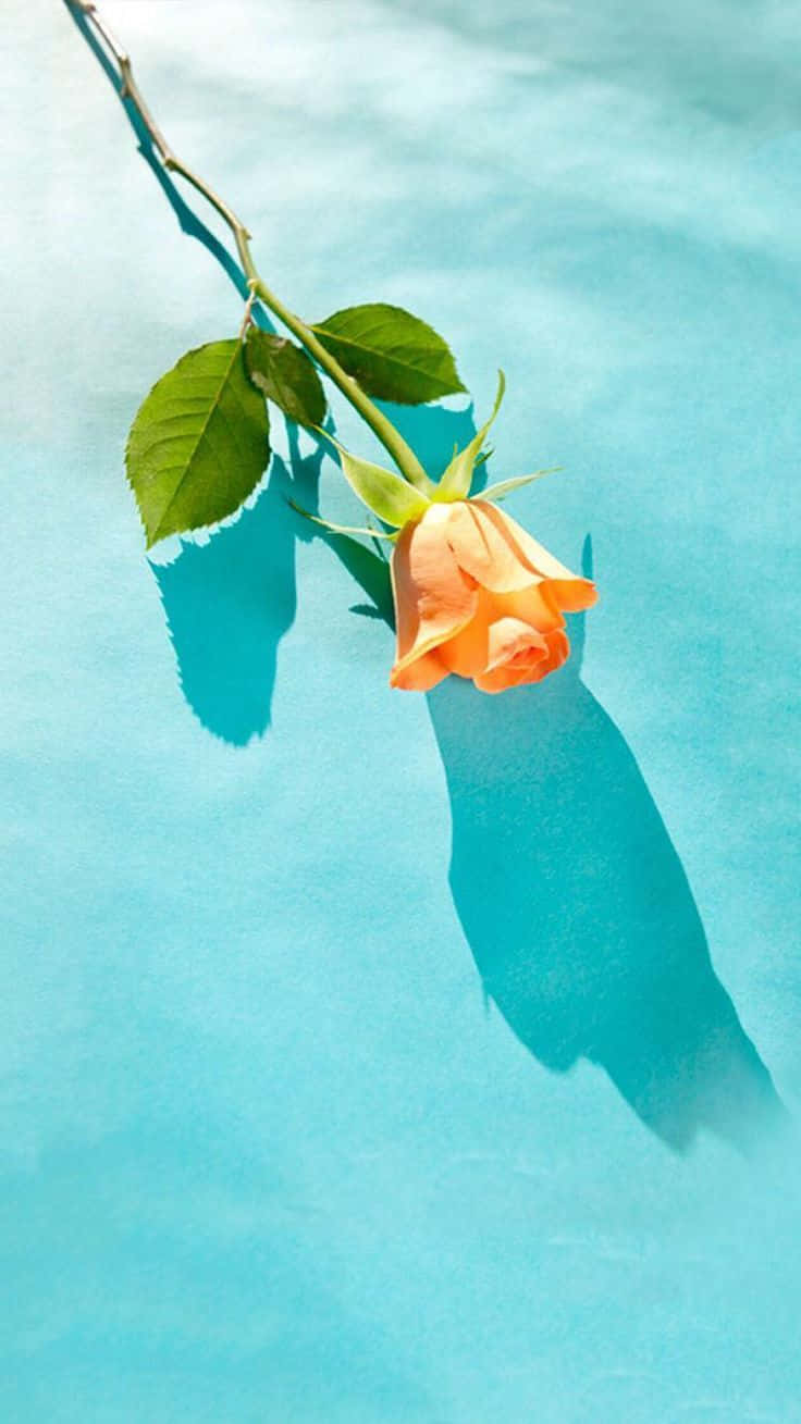 peach rose, green leaves, calm turquoise water, HD Phone Wallpaper