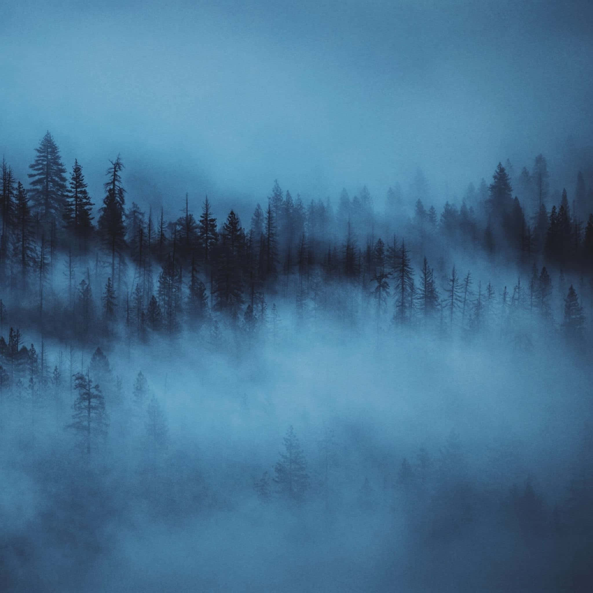 Blue iPad, Misty pine forest, cool blue fog, Full HD Desktop Wallpaper