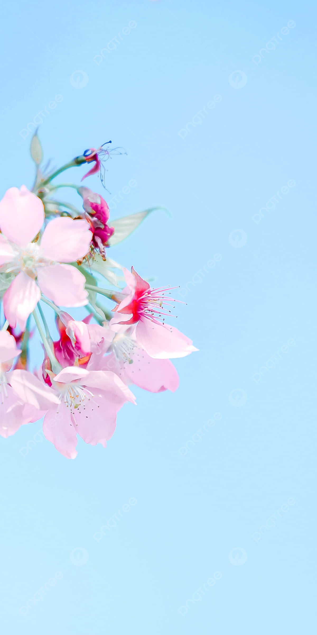 Blue iPhone XR, pink cherry blossoms, soft pastel blue sky, Full HD Phone Wallpaper
