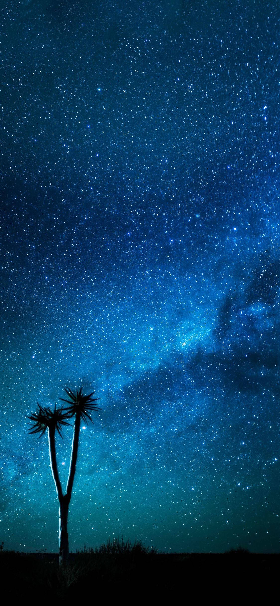 Starry Night Sky Blue iPhone, palm trees, breathtaking starry night sky, Full HD Phone Wallpaper
