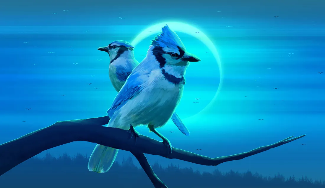 Blue Jay Bird