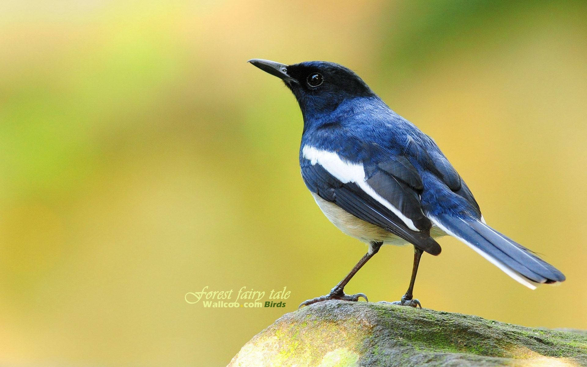 blue bird, mossy rock, golden green blurred background, Full HD Desktop Wallpaper