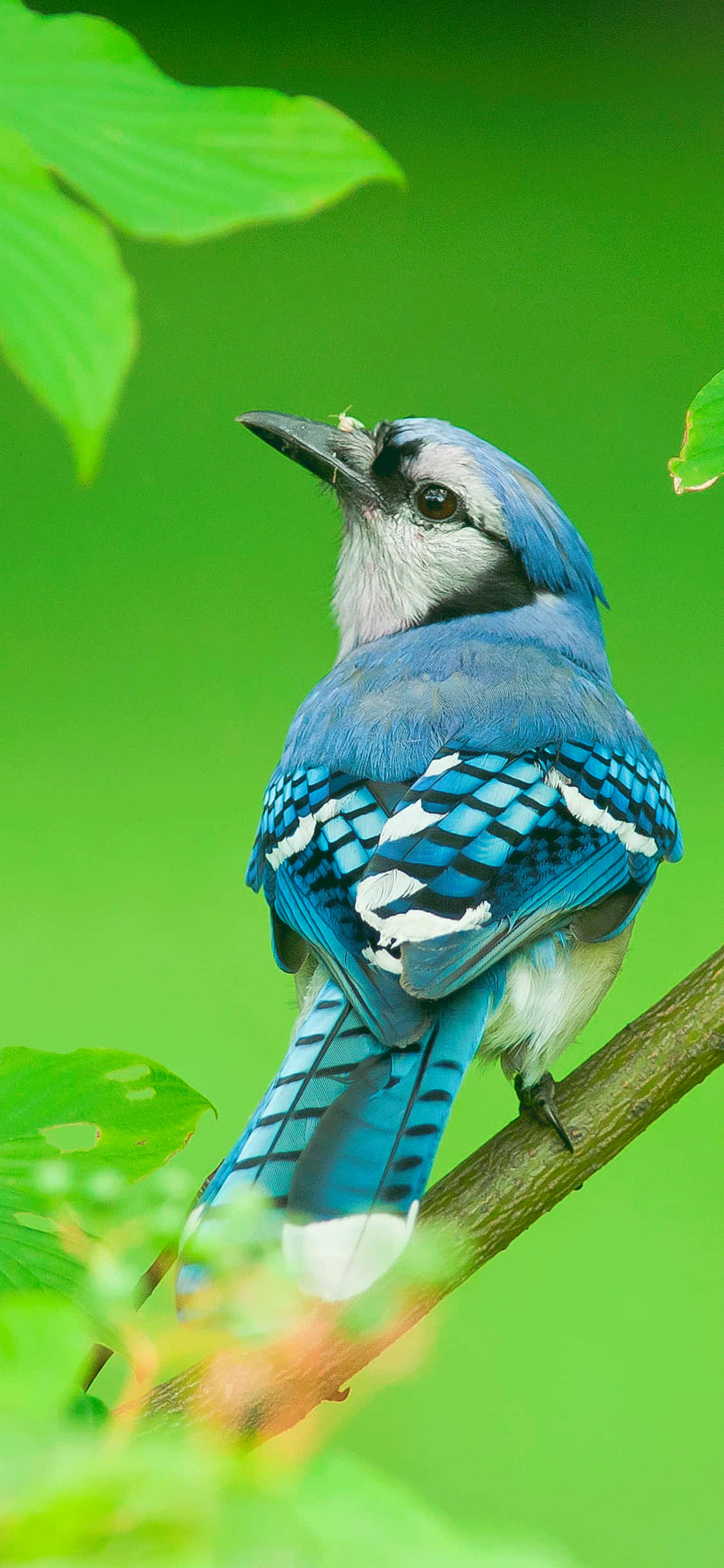 Blue Jay Bird, iPhone, branch, Full HD Phone Wallpaper