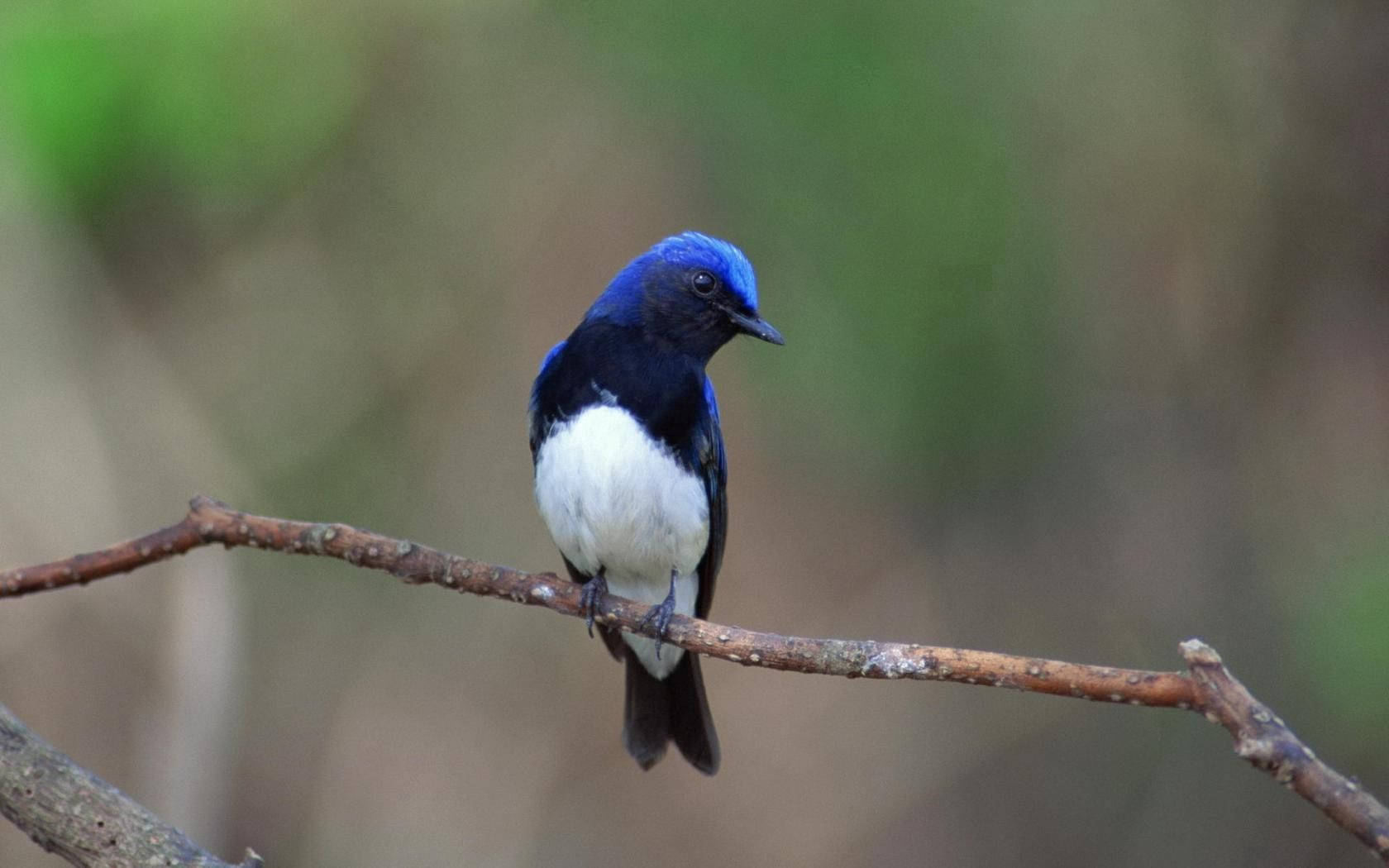 blue bird, branch, weathered branch, HD Desktop Wallpaper
