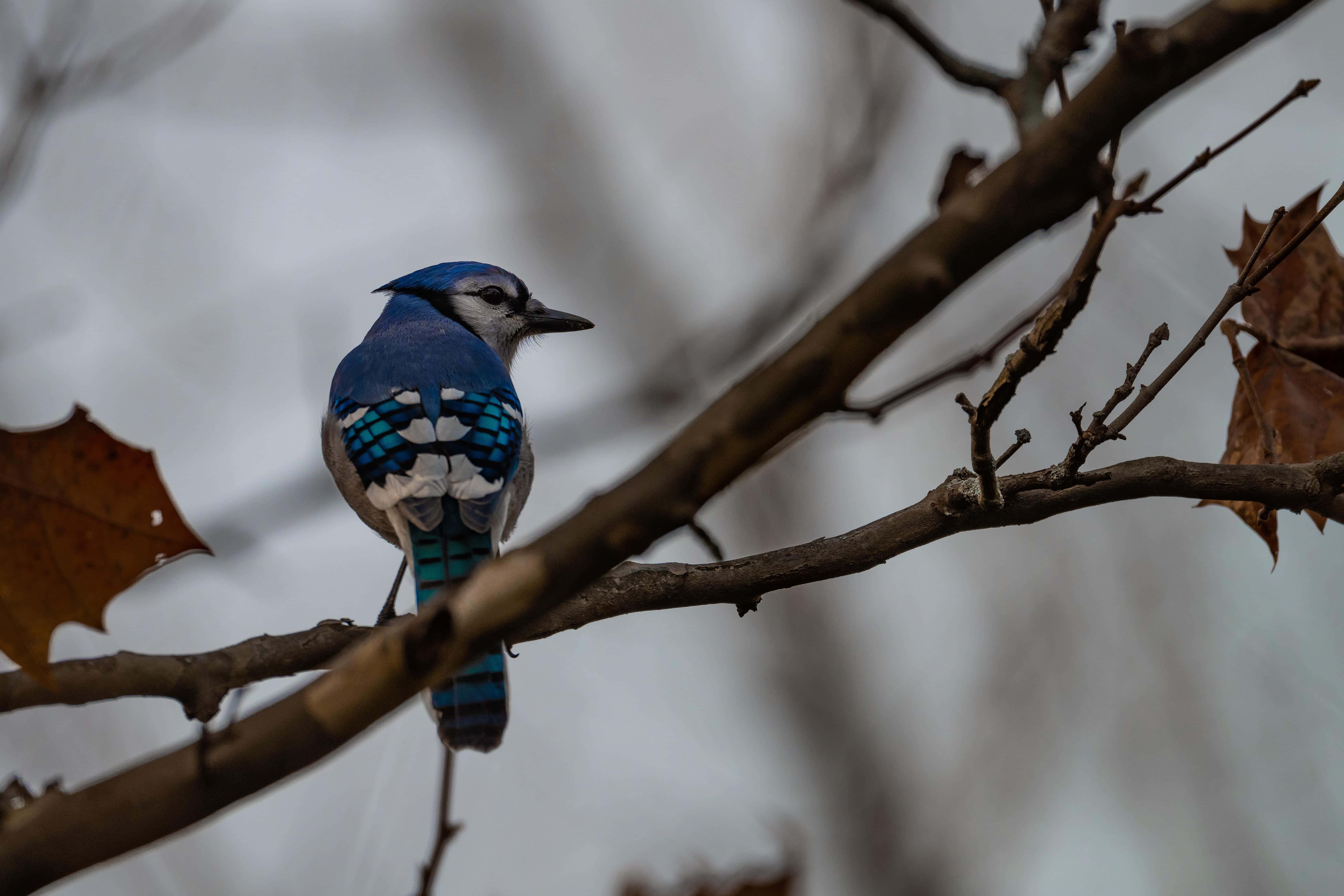 Blue Jay, autumn branch, autumn leaves, 5K Desktop Wallpaper