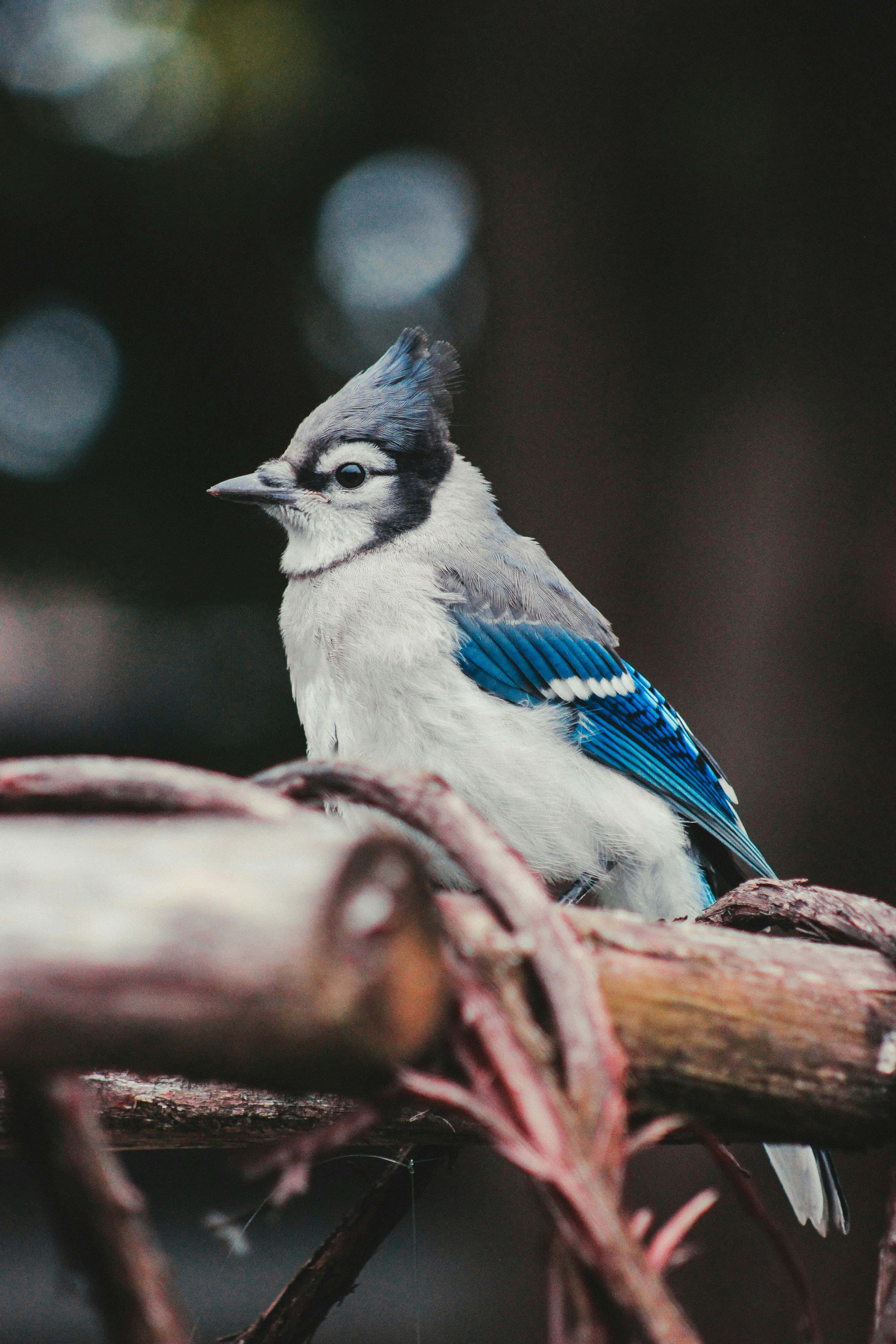 Blue Jay, perched on branch, weathered branch, 5K Phone Wallpaper