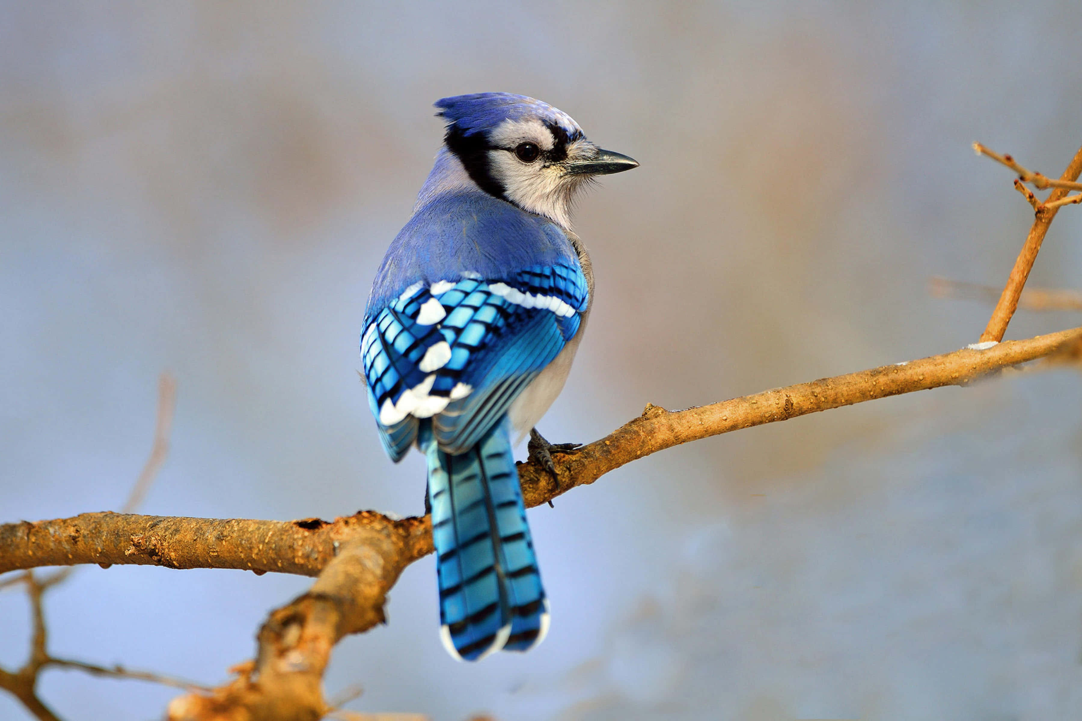 Vibrant Blue Jay, bare branch, soft blurred winter backdrop, 2K Desktop Wallpaper