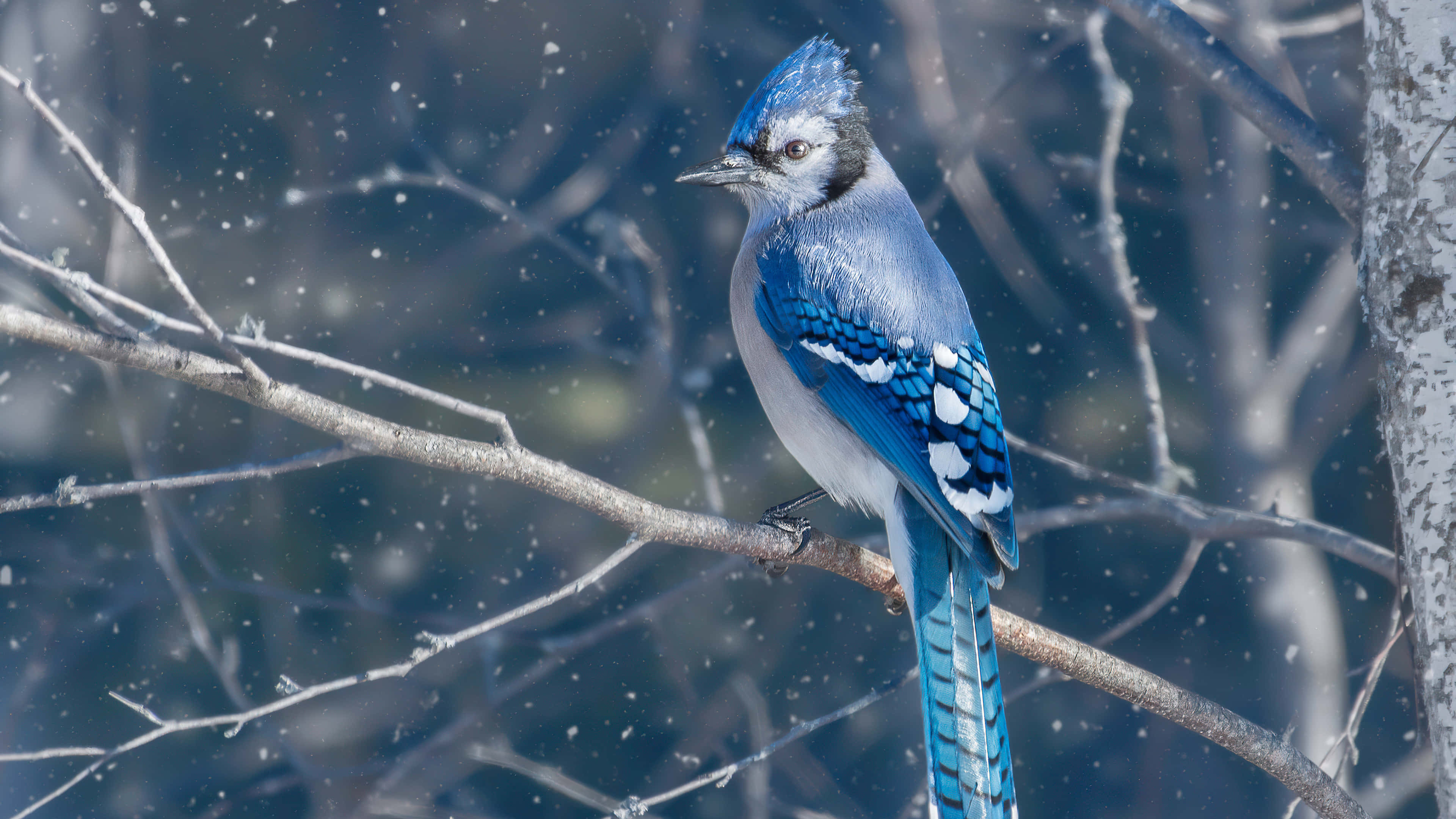 Blue Jay, snow-dusted branch, wintry backdrop, 4K Desktop Wallpaper