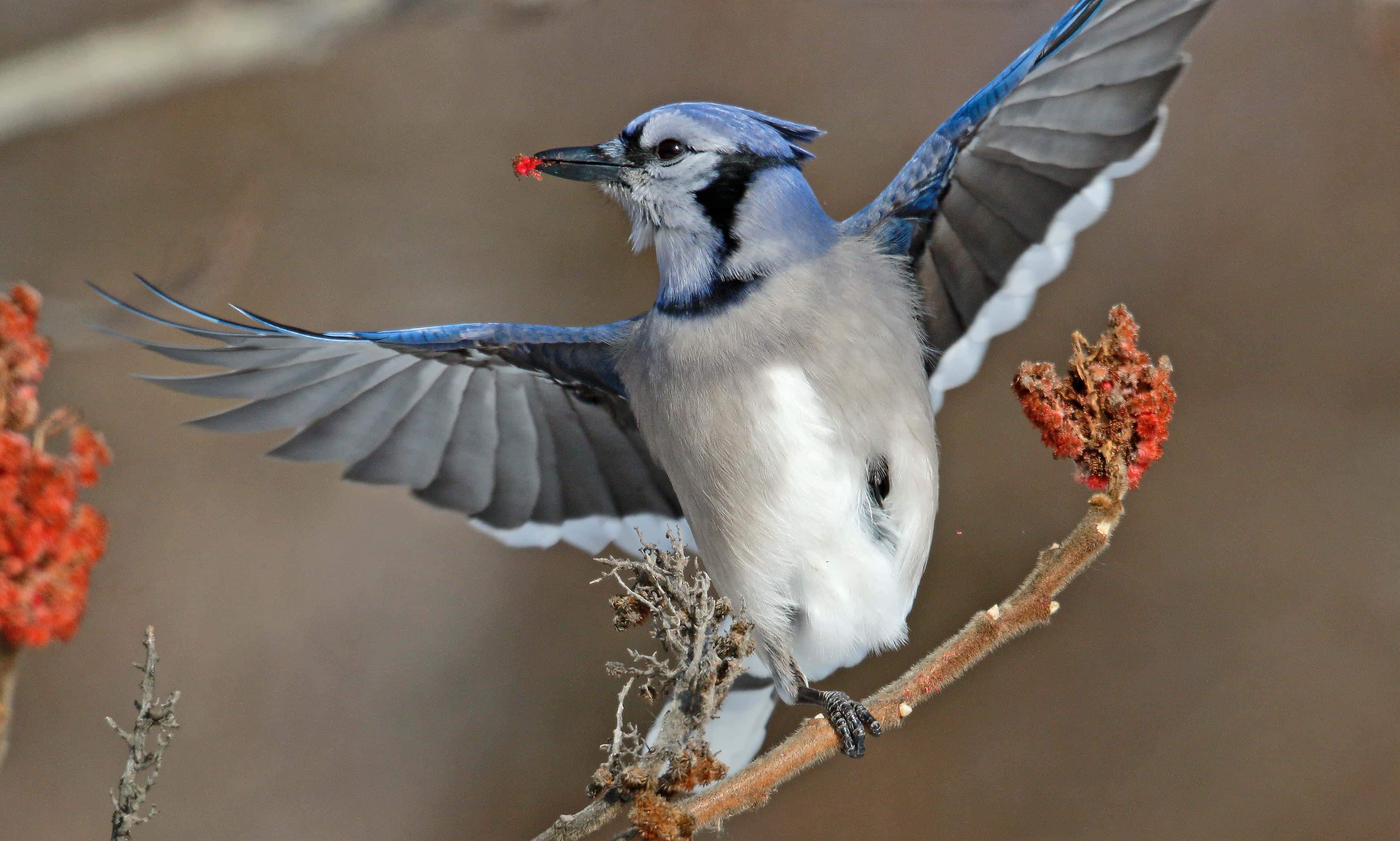 Blue Jay, mid flight, branch, 2K Desktop Wallpaper