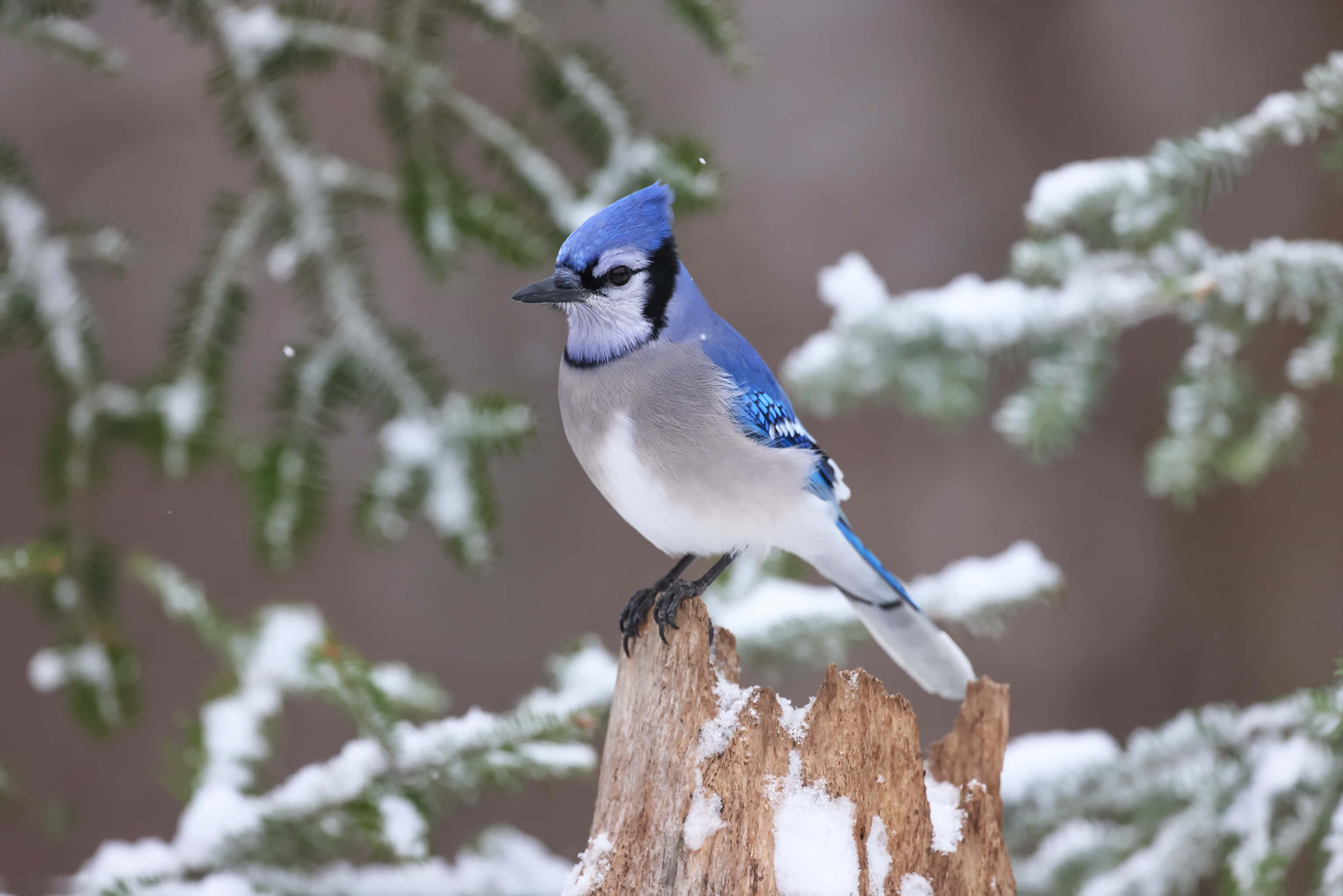 Blue Jay, winter, snow-dusted tree stump, 2K Desktop Wallpaper