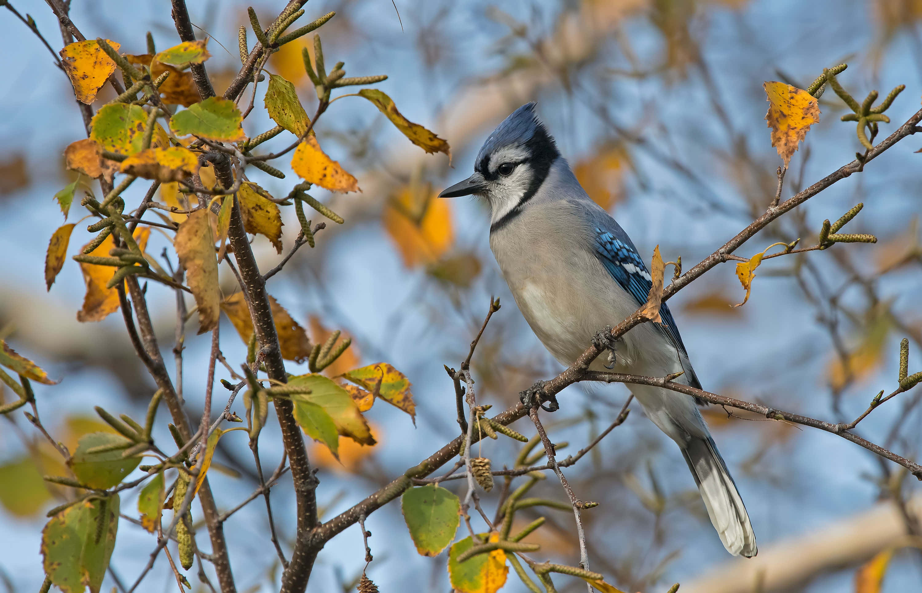 Blue Jay, autumn foliage, golden autumn leaves, 2K Desktop Wallpaper