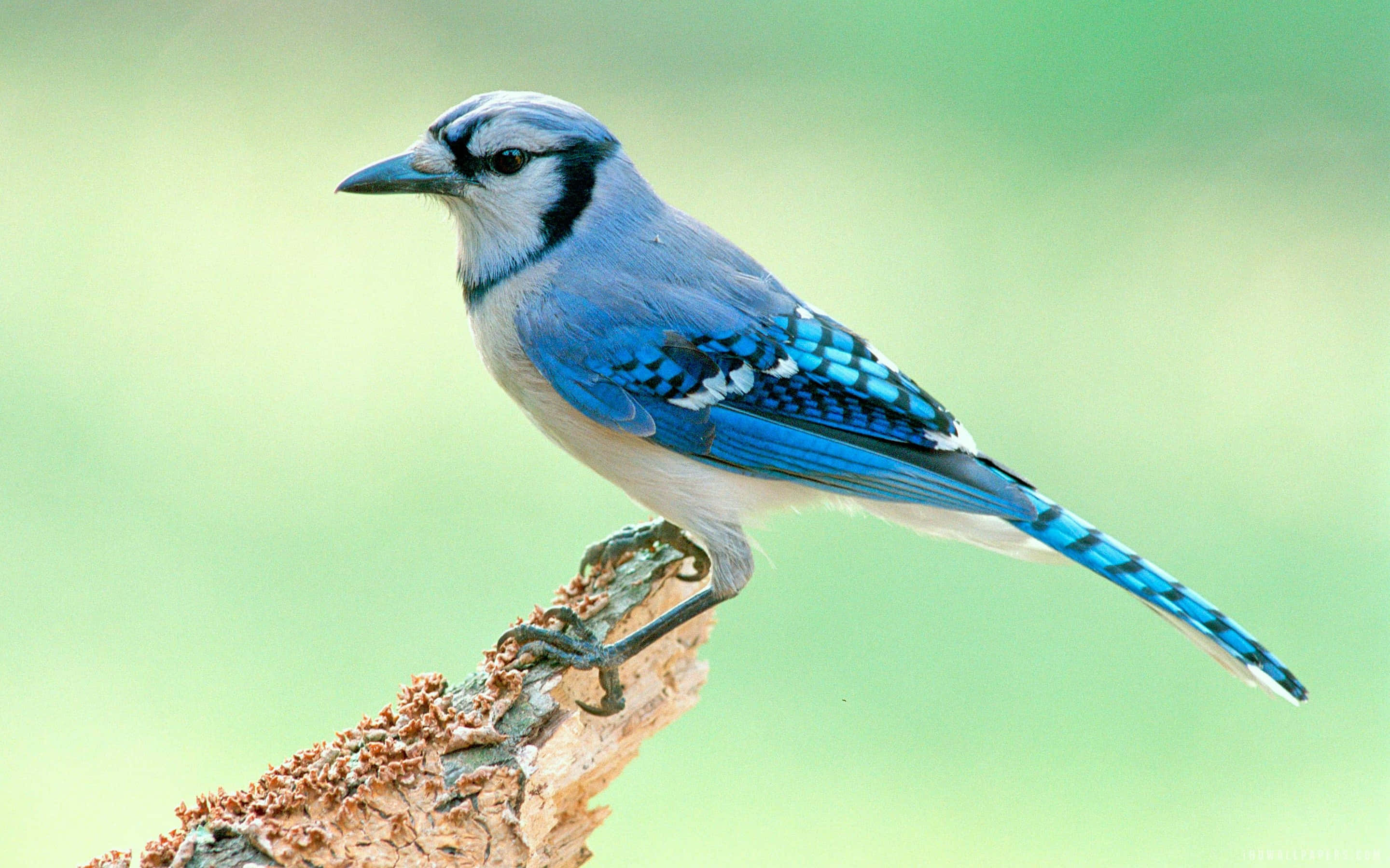 vibrant blue jay, mossy branch, soft green blurred background, 2K Desktop Wallpaper