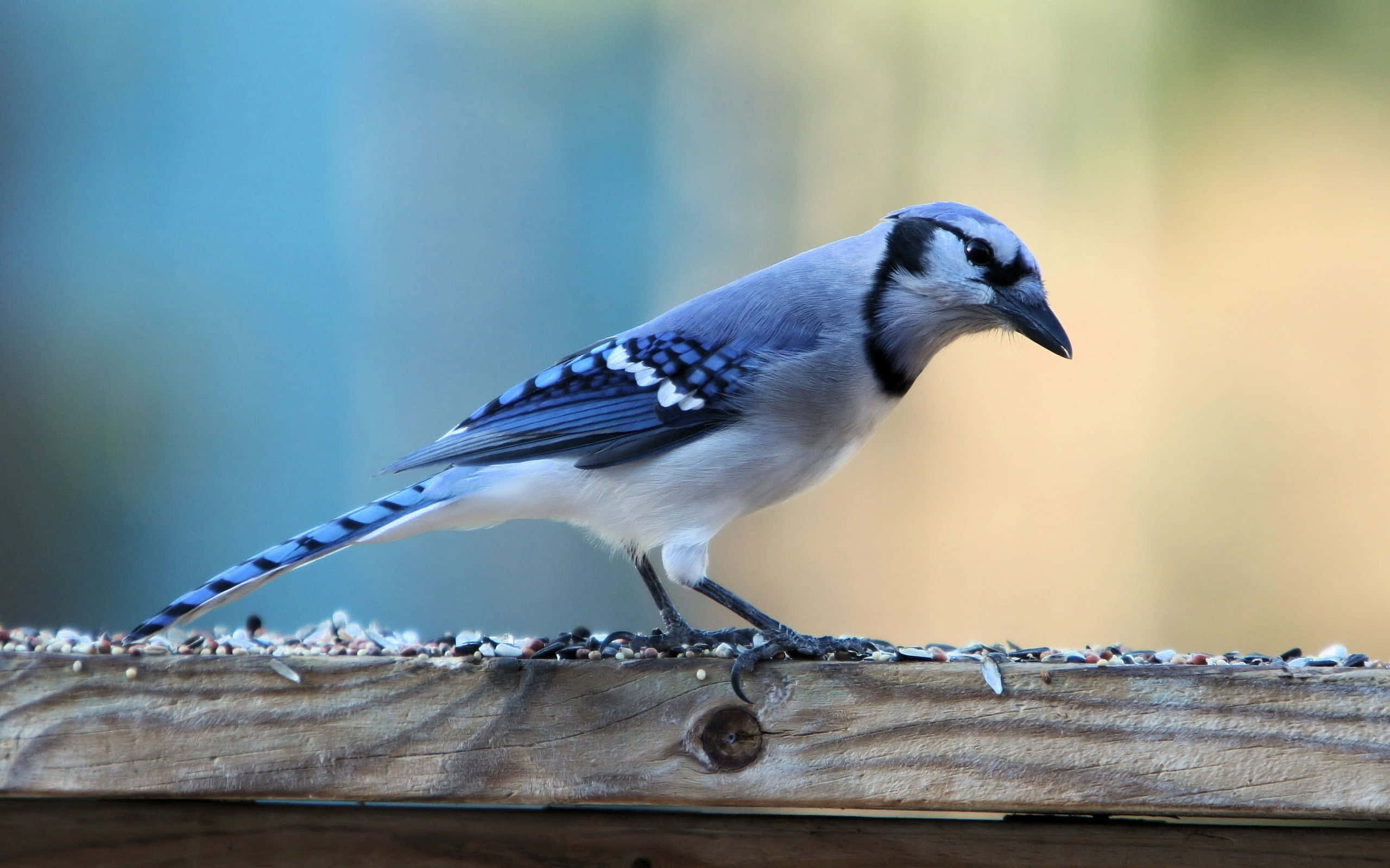 Blue Jay, feeder, weathered wooden fence, 2K Desktop Wallpaper