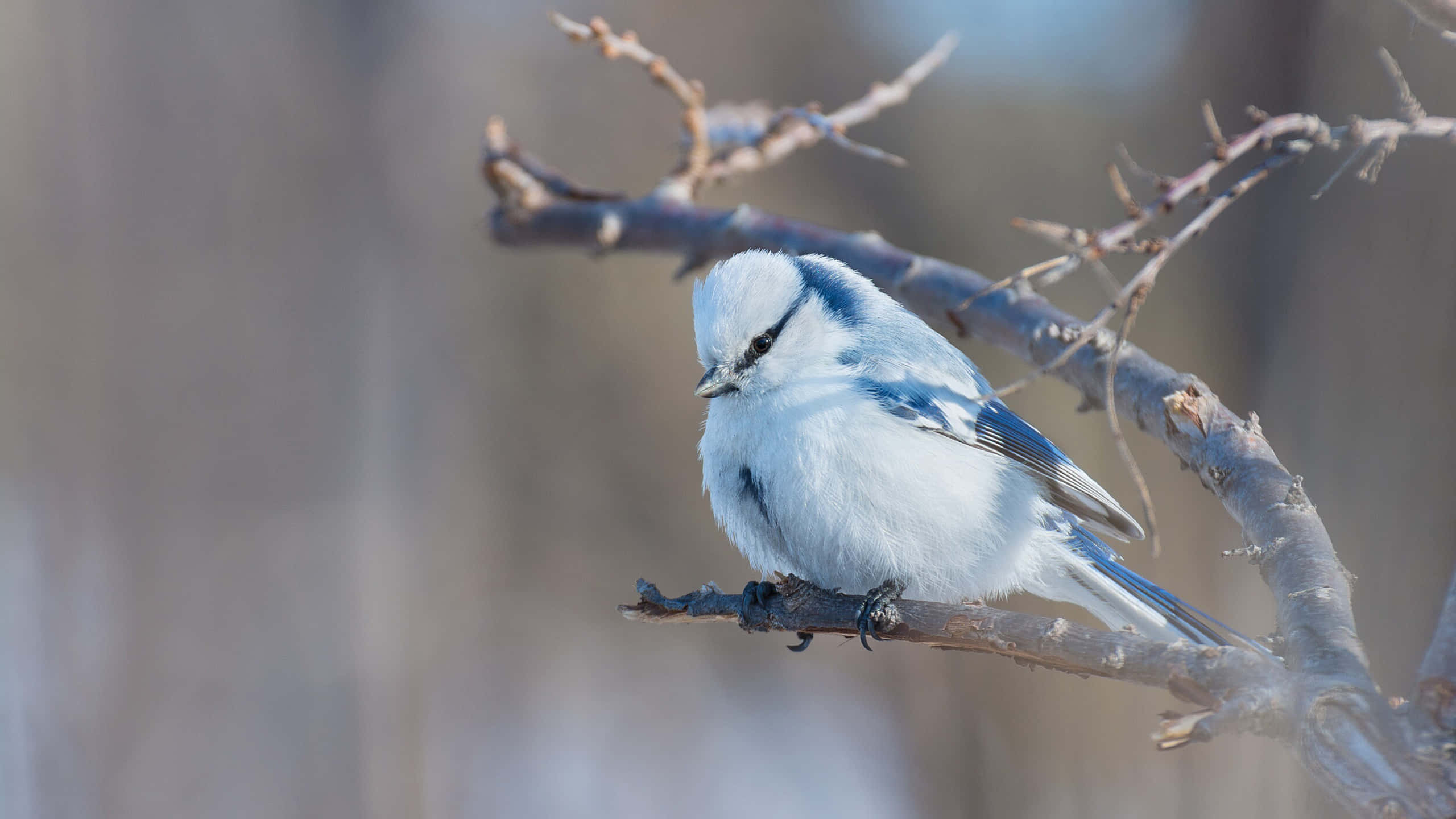 Blue Jay, winter branches, bare winter branch, 2K Desktop Wallpaper