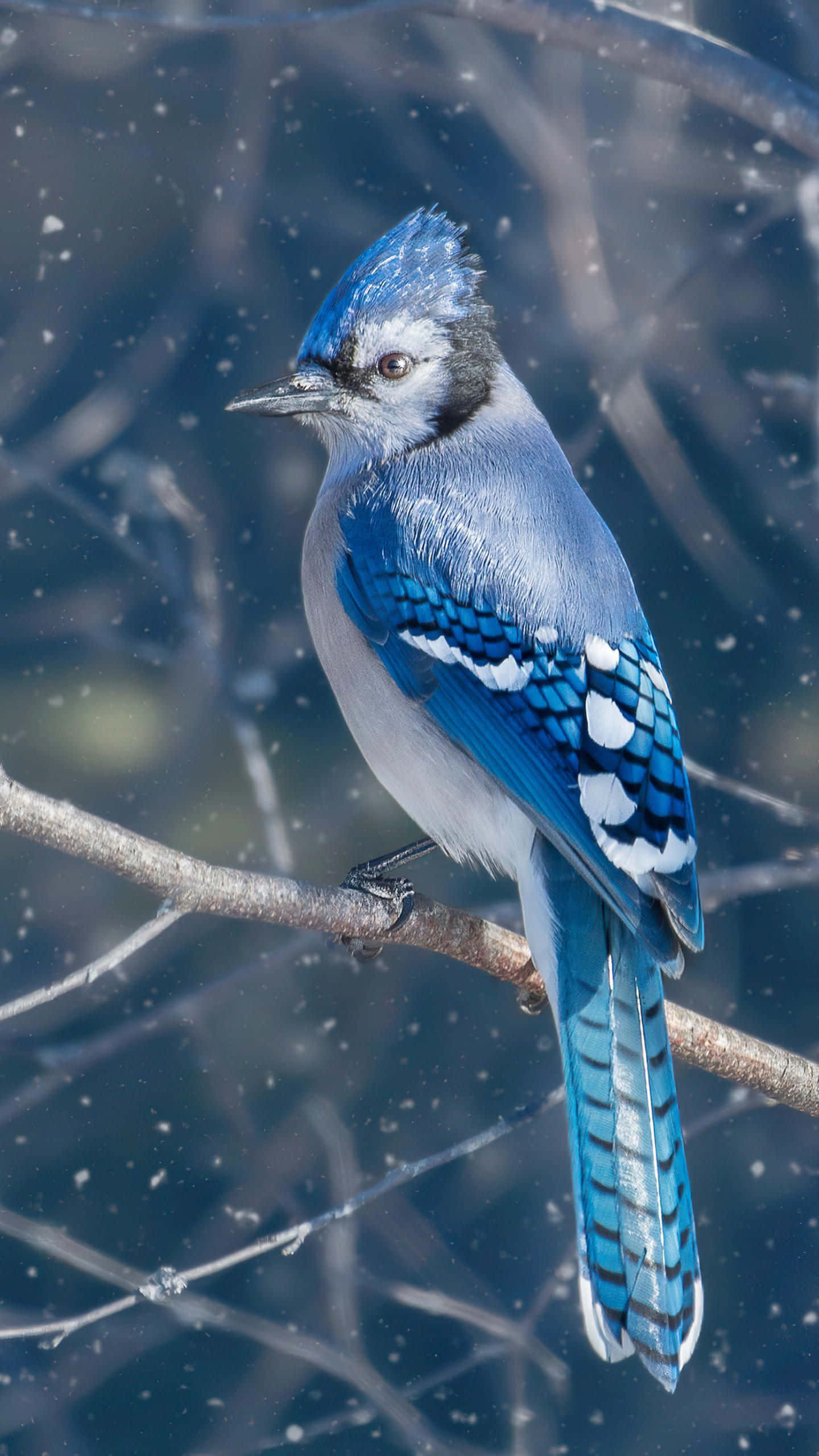 Blue Jay, winter wonderland, snowflakes, 2K Phone Wallpaper