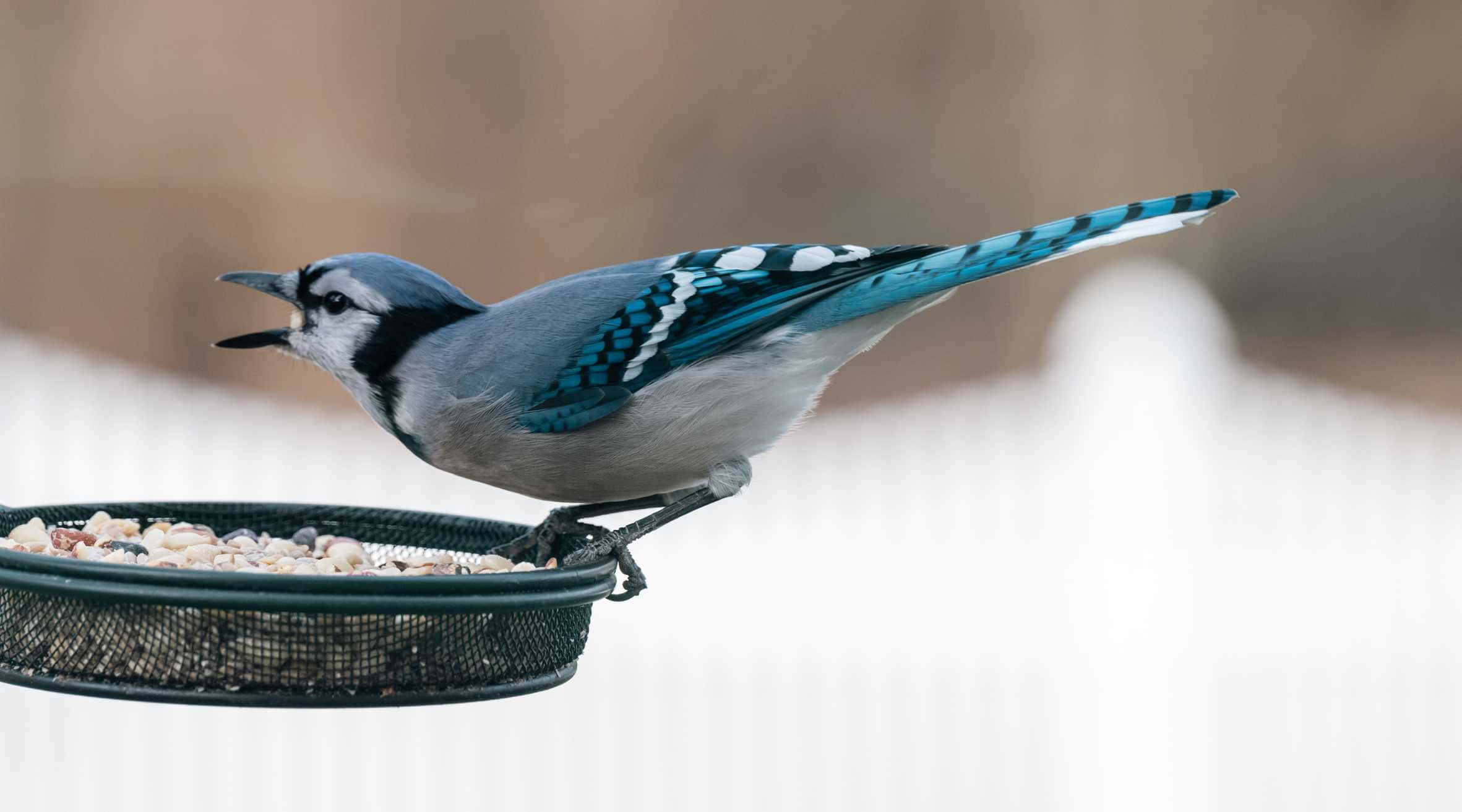 Blue Jay, green mesh bird feeder, seeds, Full HD Desktop Wallpaper