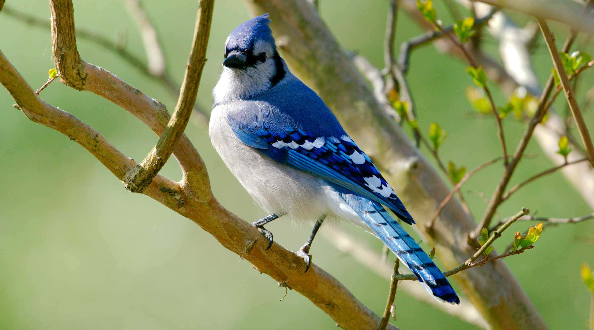 Blue Jay Bird, sunlit tree branch, fresh green buds, Full HD Desktop Wallpaper