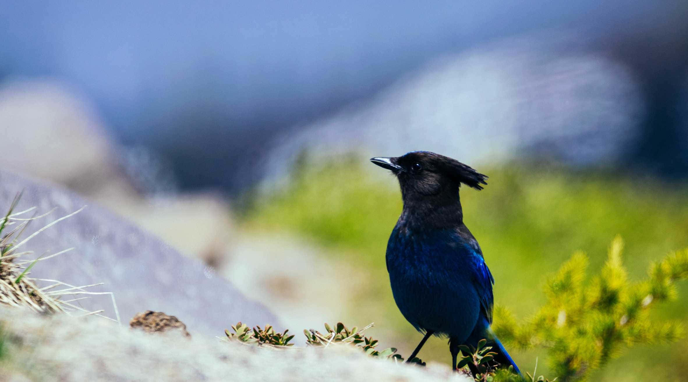 Blue Jay, black crest, rocky terrain, Full HD Desktop Wallpaper