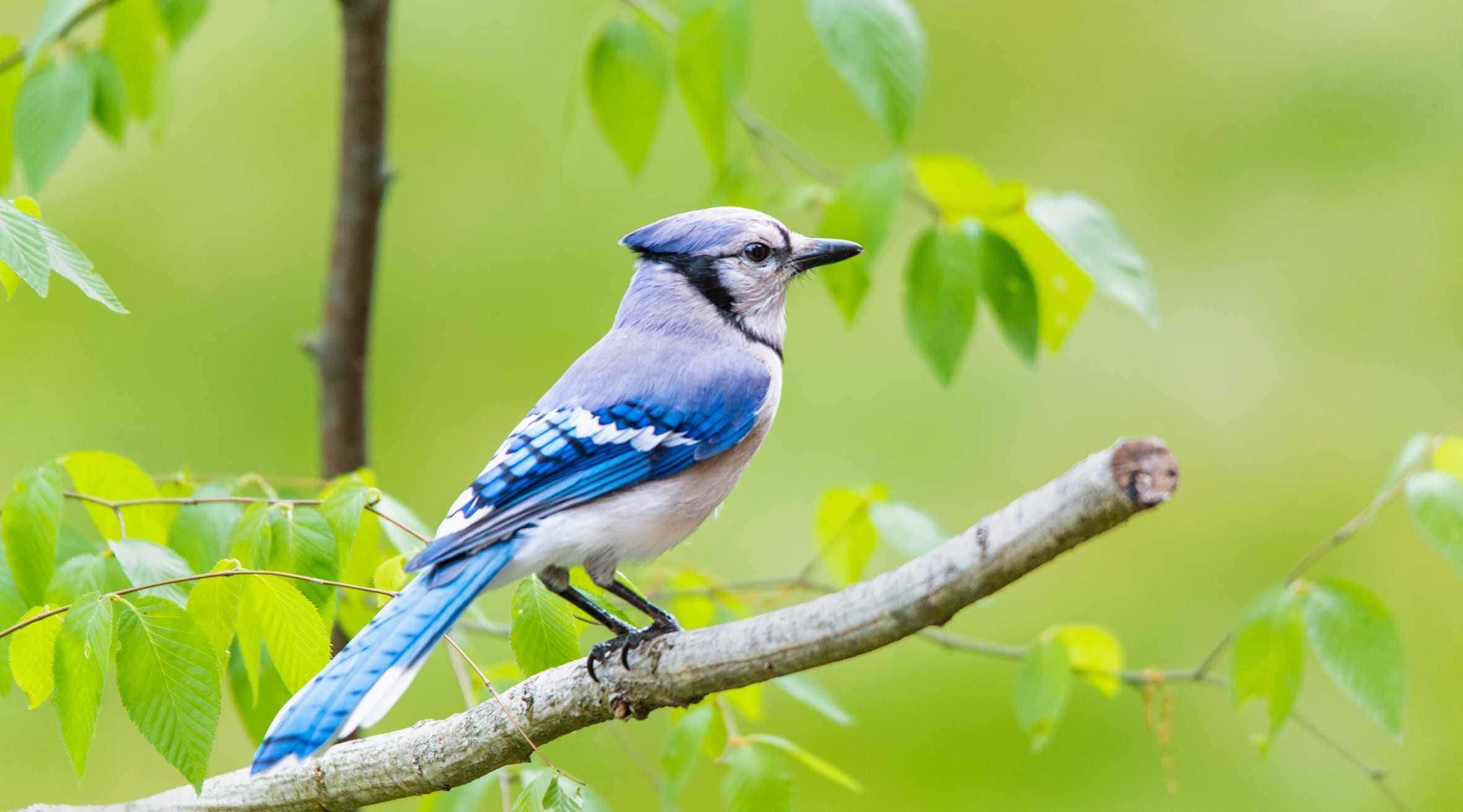 Blue Jay, branch, sunlit, Full HD Desktop Wallpaper