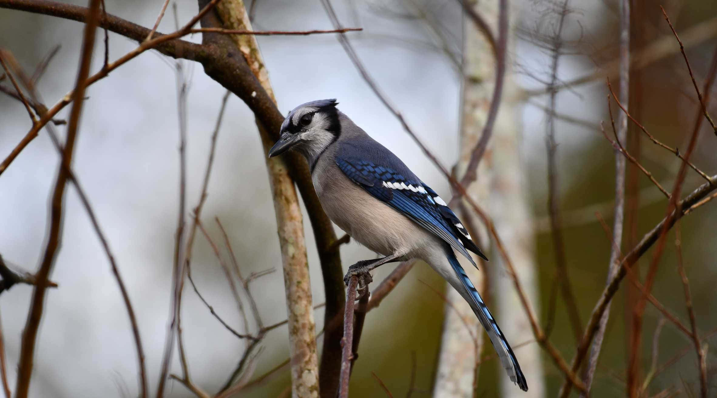 Blue Jay, bare branch, soft blurred forest backdrop, Full HD Desktop Wallpaper