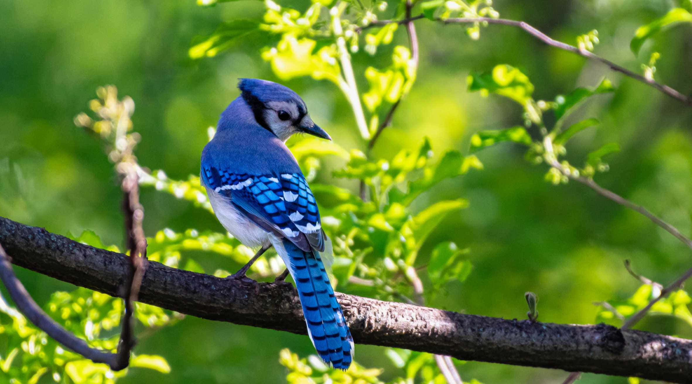 Blue Jay, branch, sunlit, Full HD Desktop Wallpaper