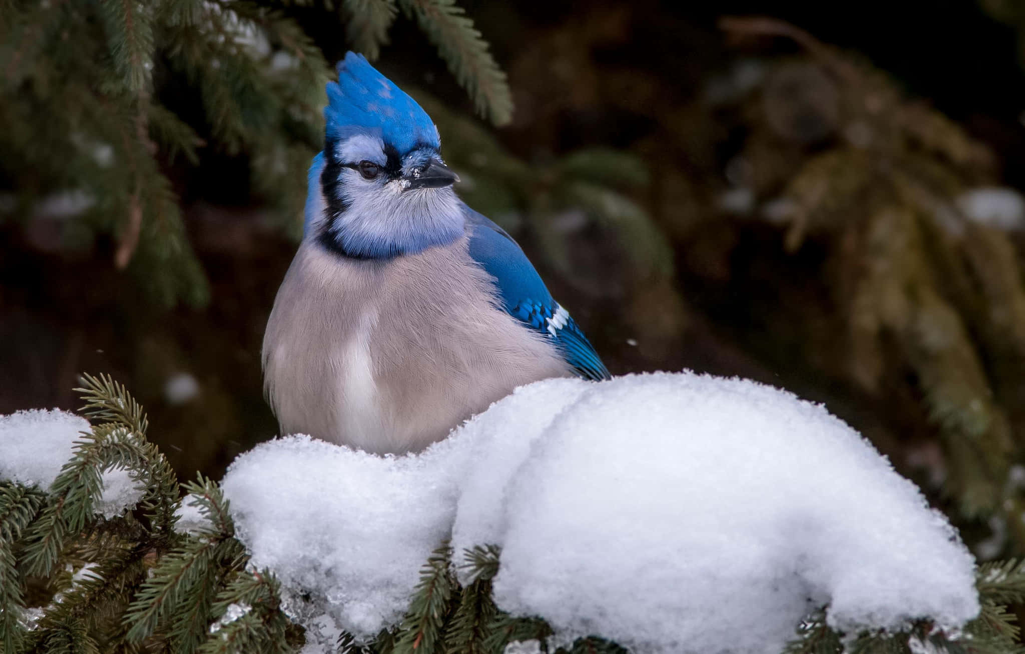 Blue Jay, snow-dusted evergreen branches, crisp winter forest, Full HD Desktop Wallpaper