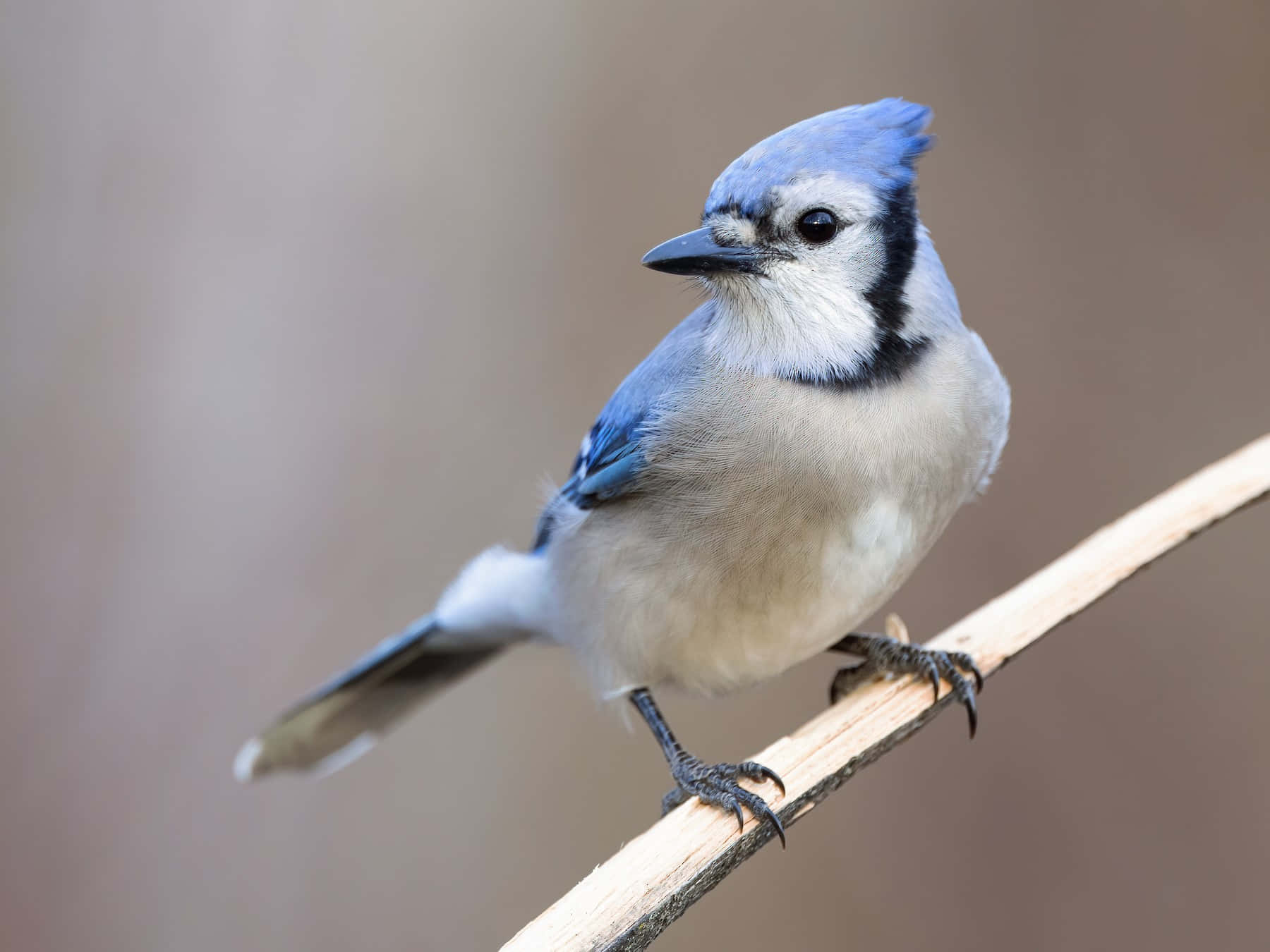 Blue Jay, branch, slender branch, HD Desktop Wallpaper