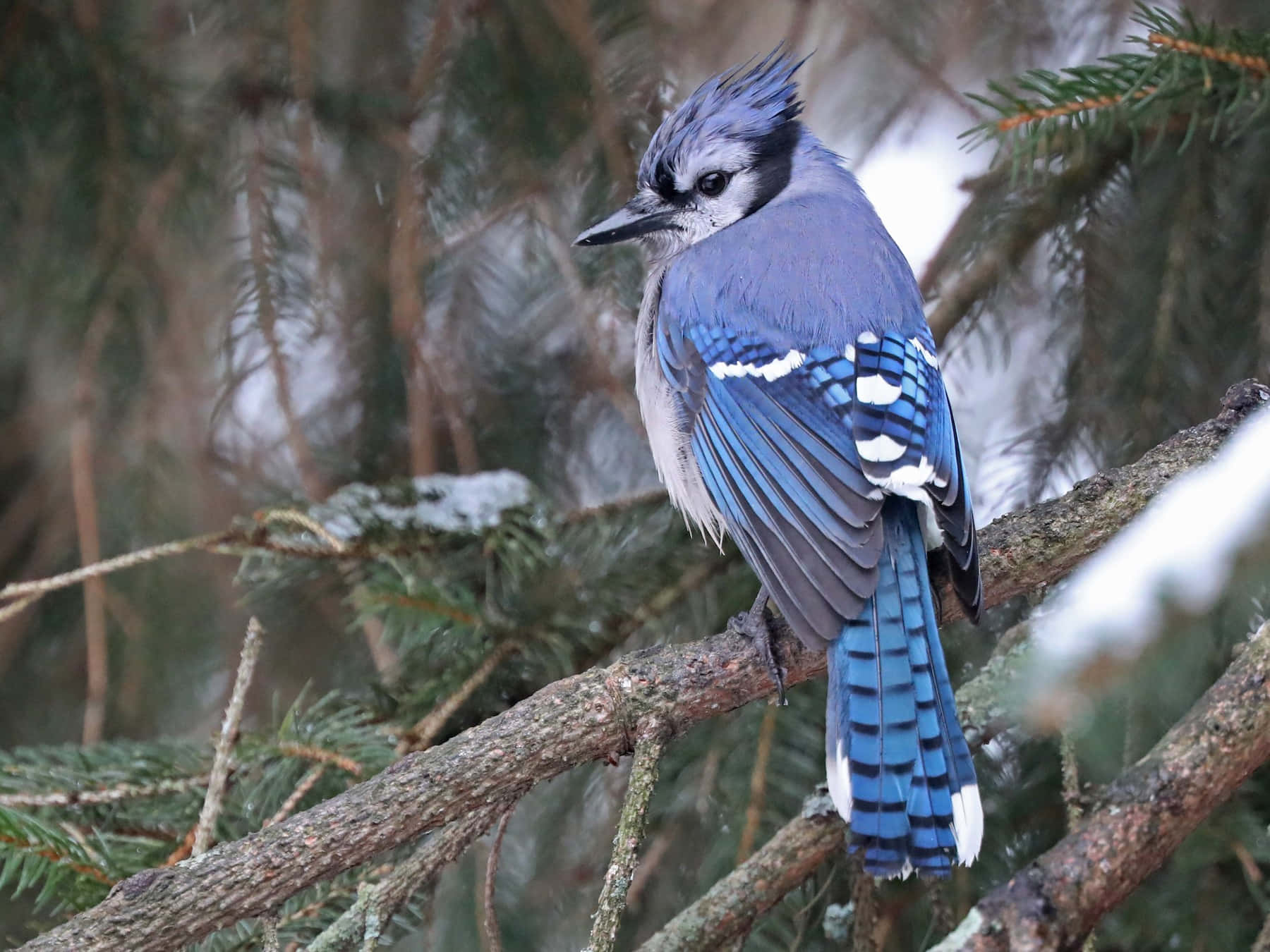 Blue Jay, winter forest, snow-dusted pine branch, HD Desktop Wallpaper