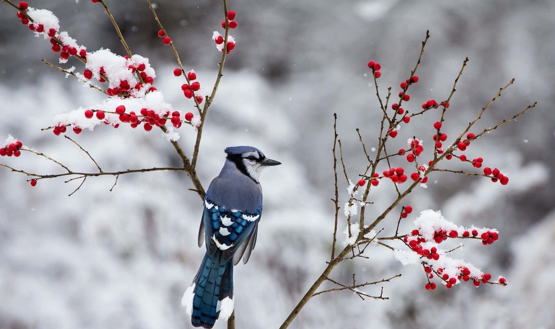 Blue Jay, snow-dusted branches, bright red berries, Full HD Desktop Wallpaper