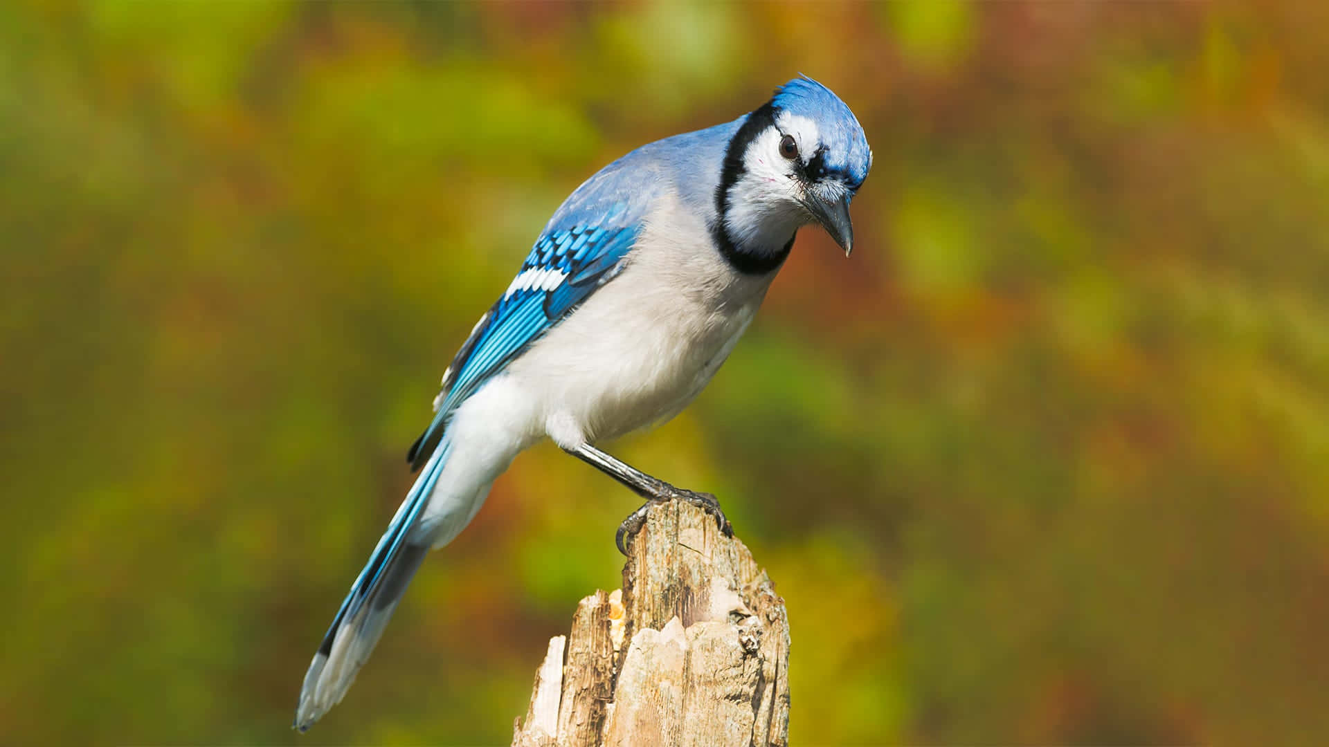 Blue Jay, tree stump, autumnal background, Full HD Desktop Wallpaper