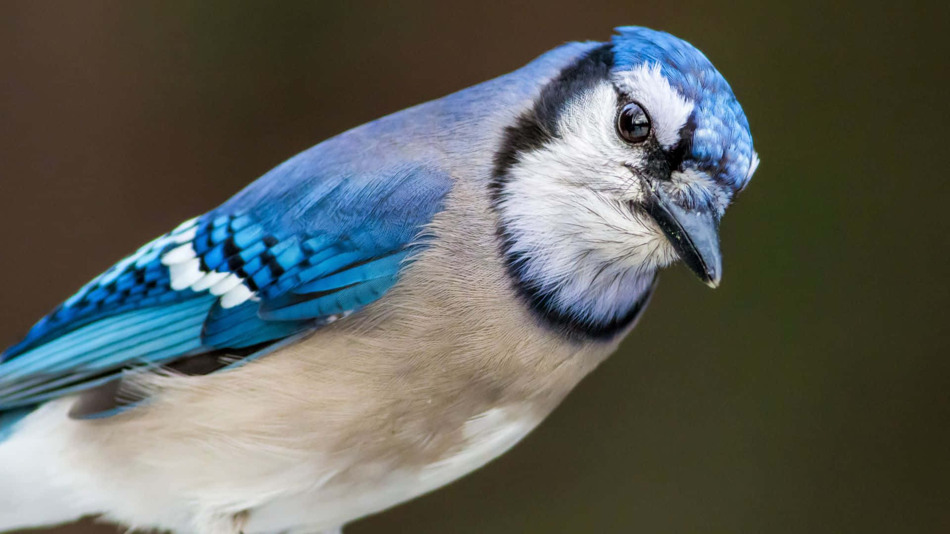 Blue Jay, vibrant blue feathers, sharp black beak, Full HD Desktop Wallpaper